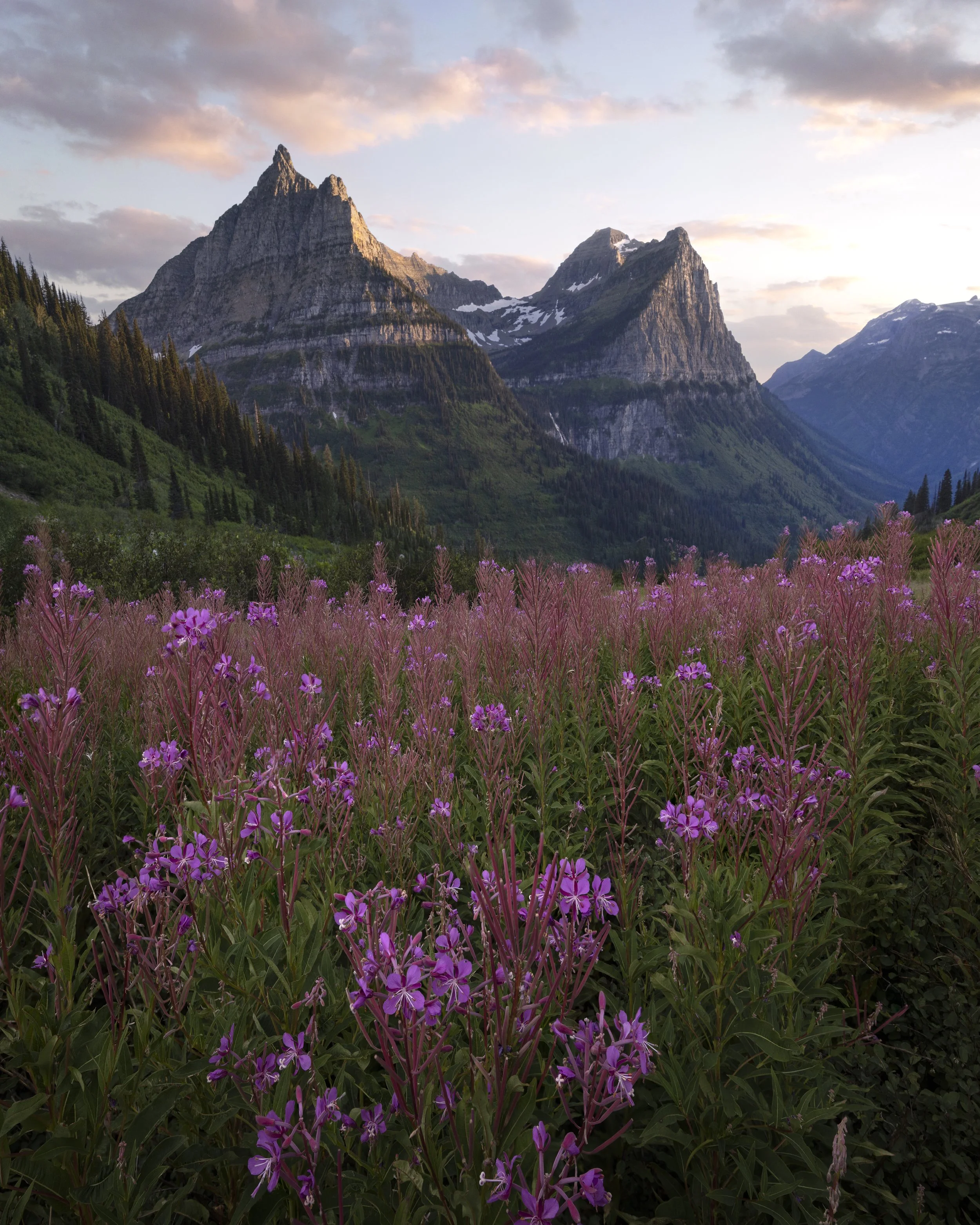 A summer sunset among the pink fireweed meadows of Glacier National Park.