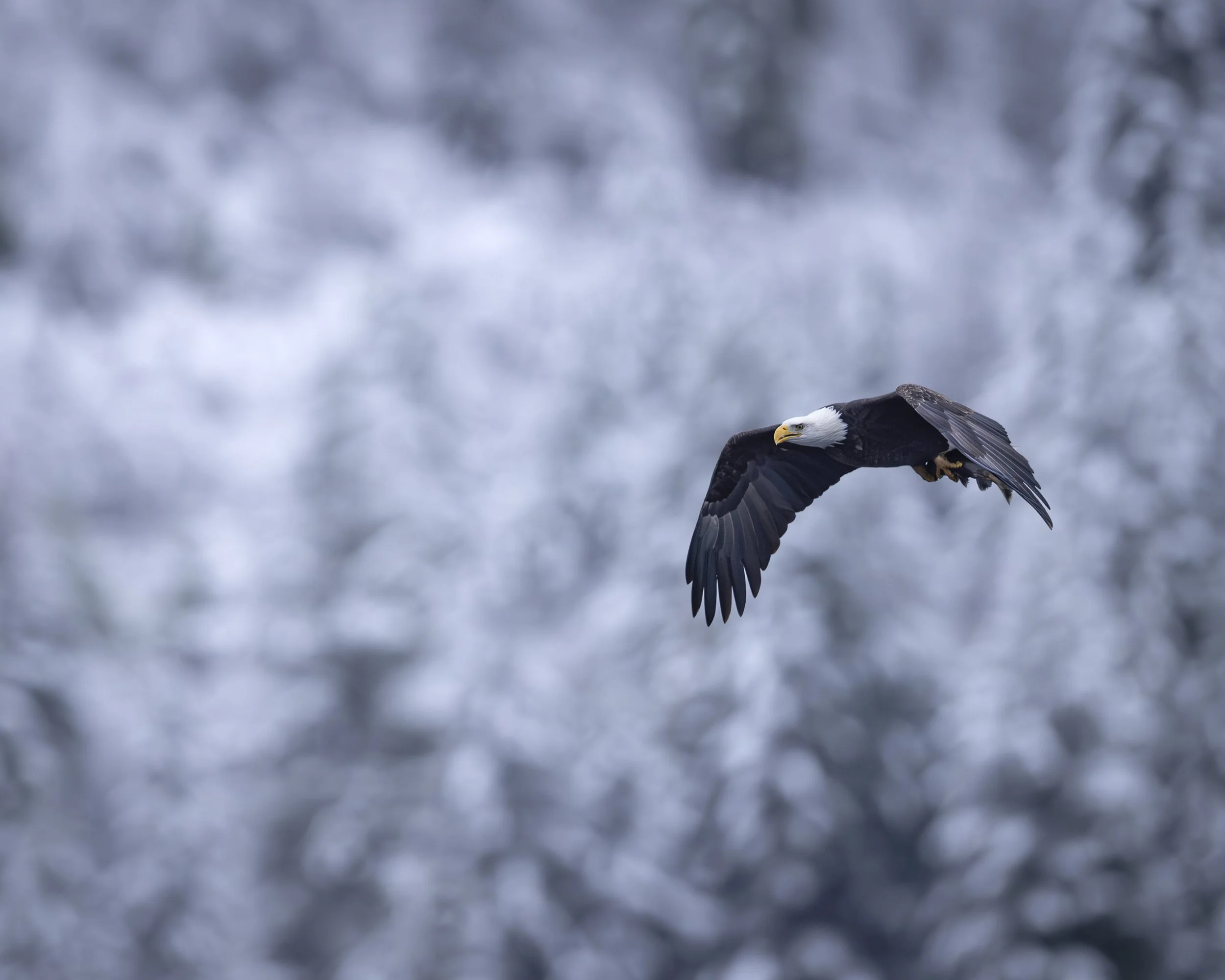 Wildlife of the West