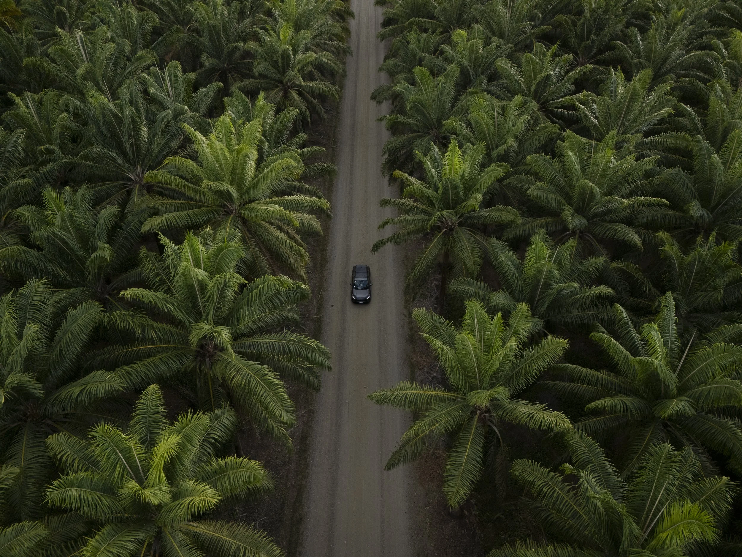 Driving through the lush green coconut tree fields of Costa Rica.