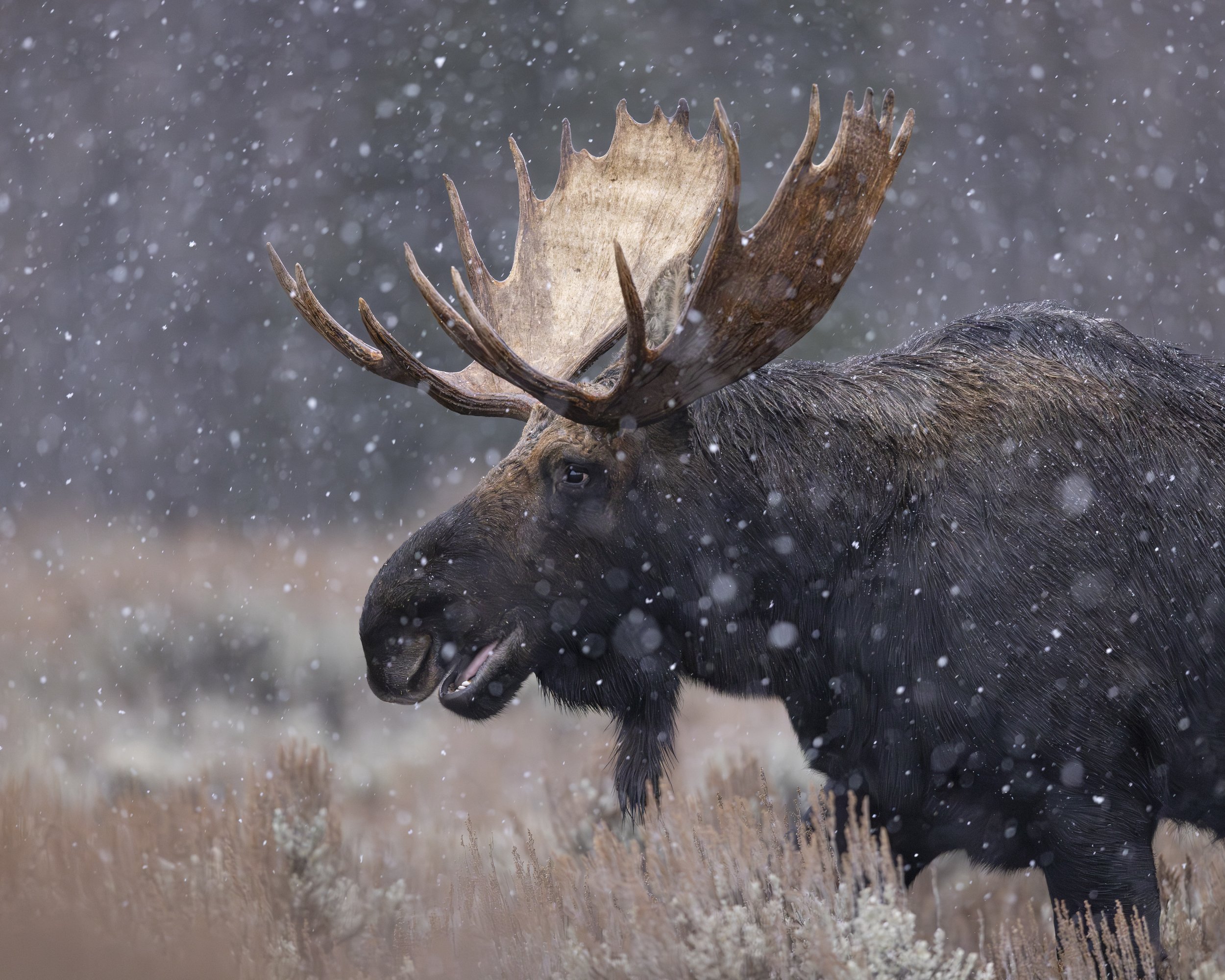 A bull moose makes his way through the snowy sage brush fields of Grand Teton National Park.