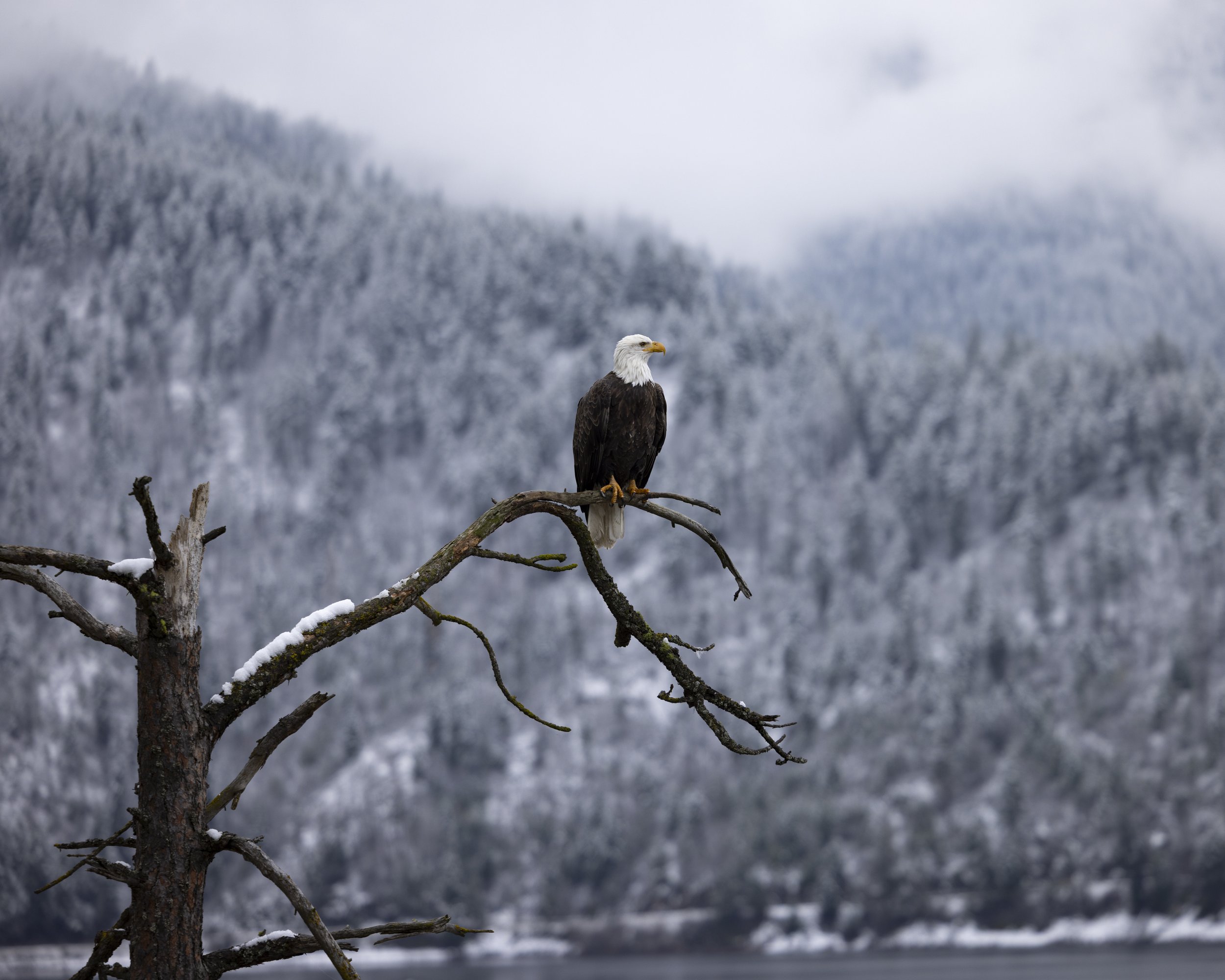Northern Idaho's most popular eagle perching on her favorite snag after a morning snack.