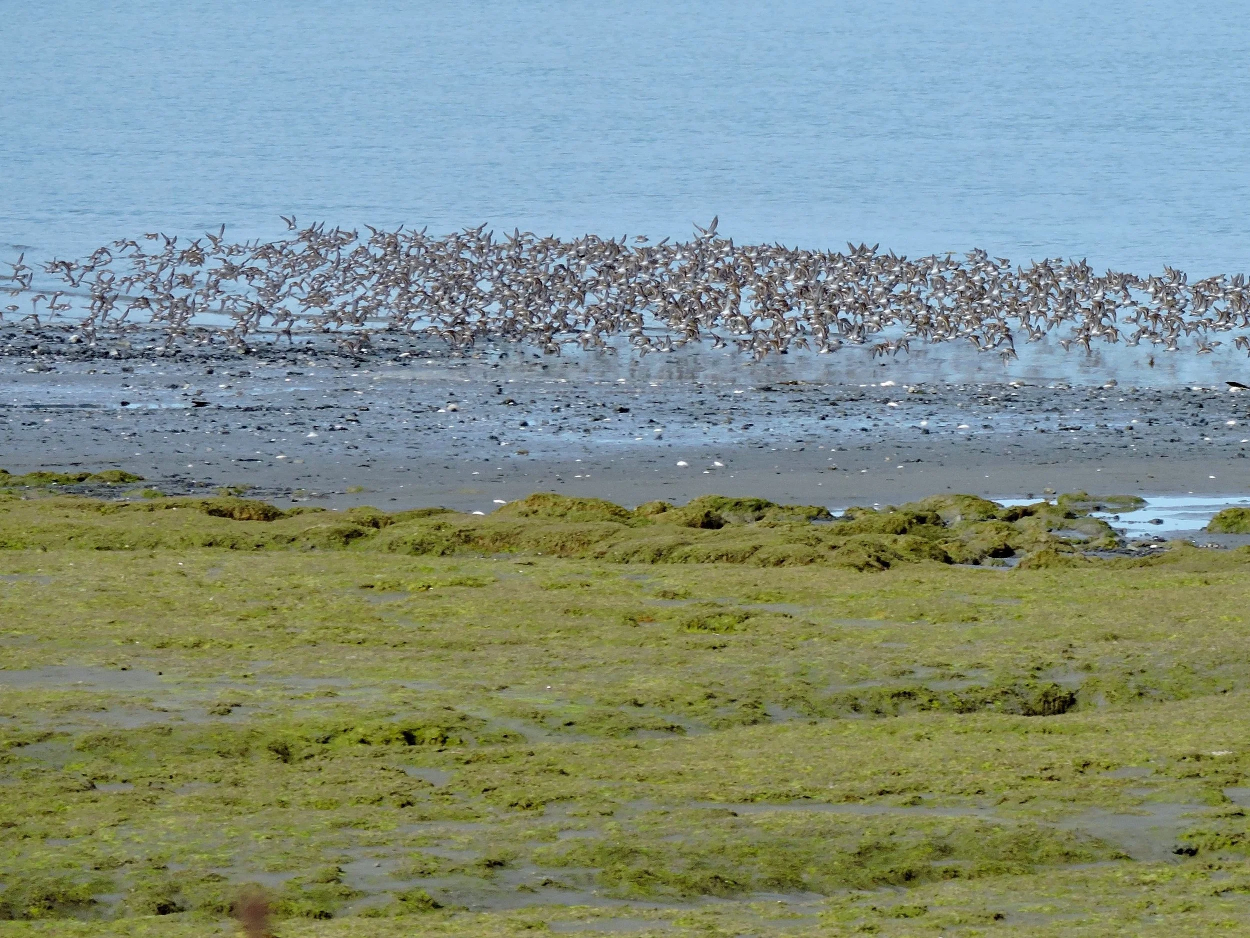 Migration of sandpipers