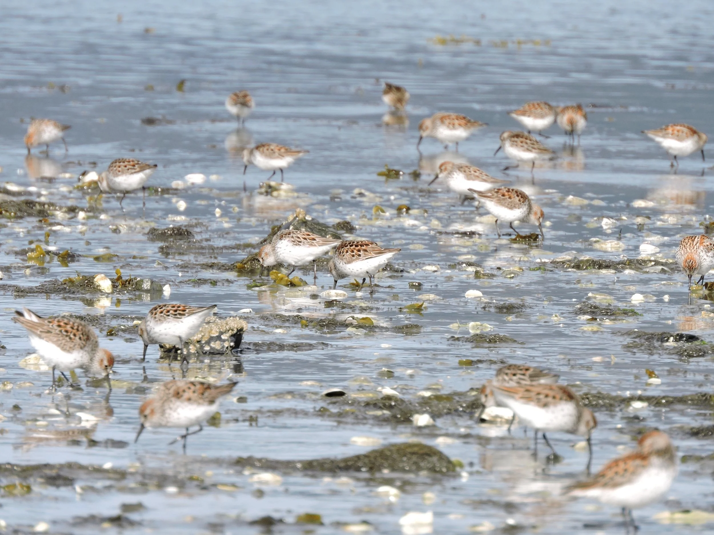 DSCN7422 westerns hartney.jpeg