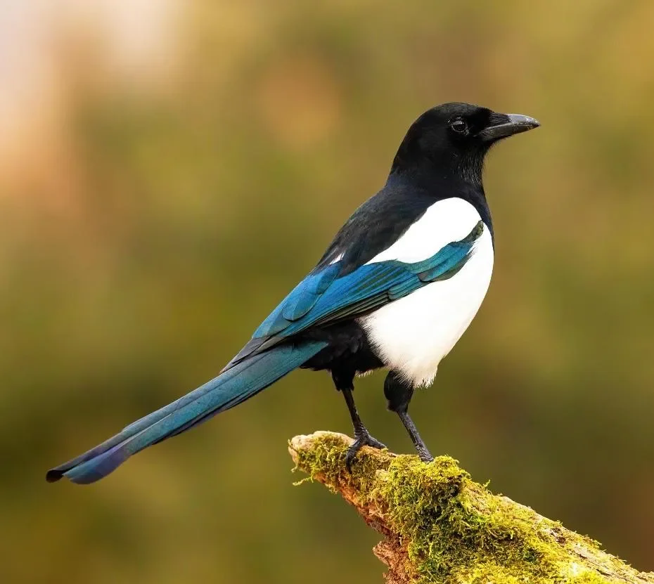 Magpie