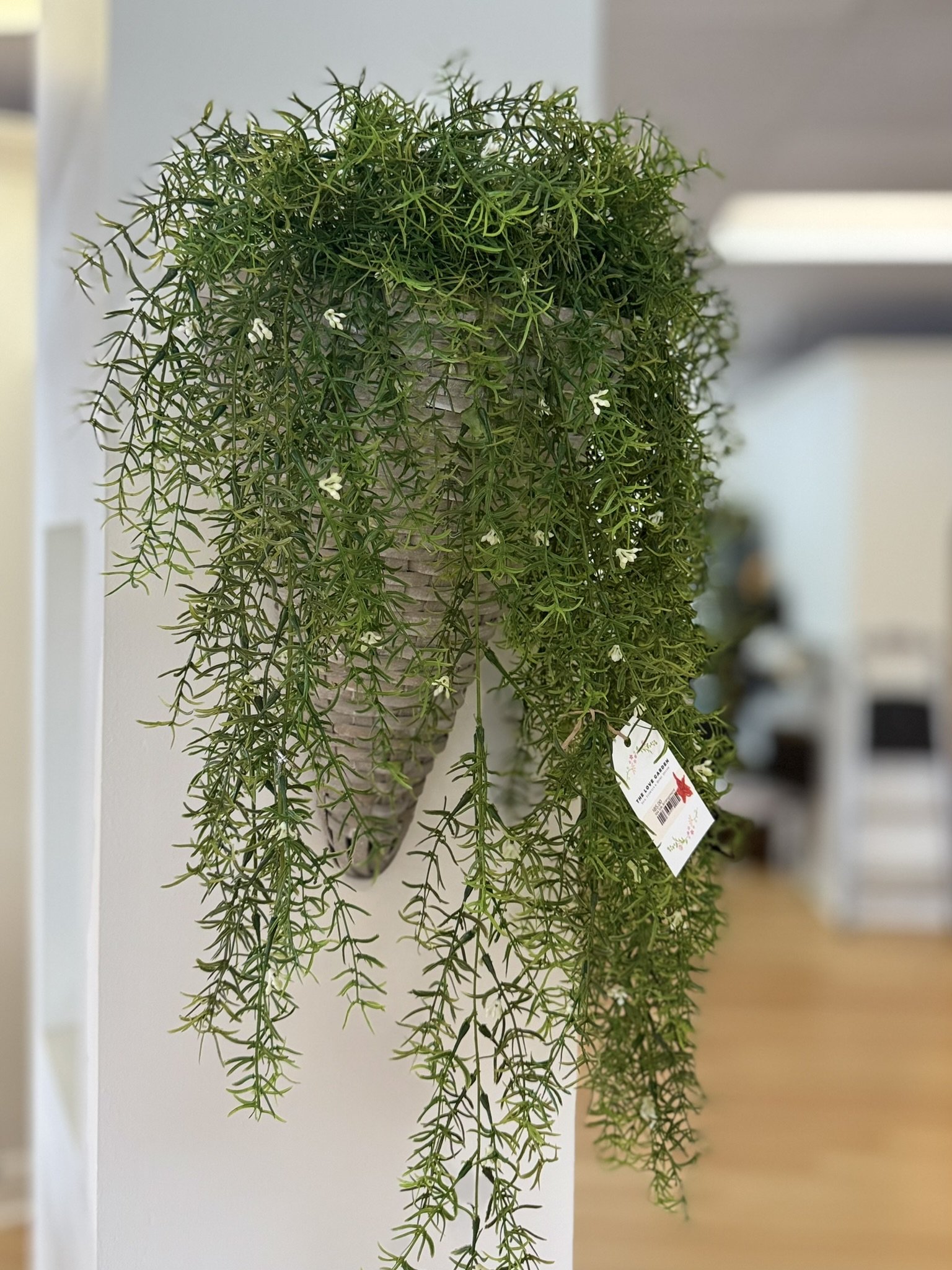 Hanging Basket w/Sprengeri