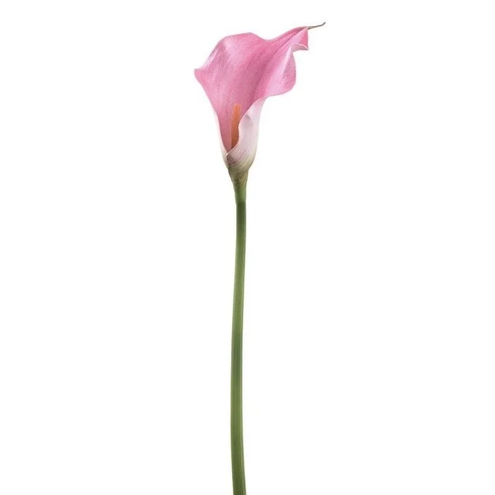 FSC600.PK - Calla Lily Spray 24”  Pink