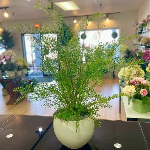 1332 MAIDENHAIR FERN w/ASTRID POT 7.75"