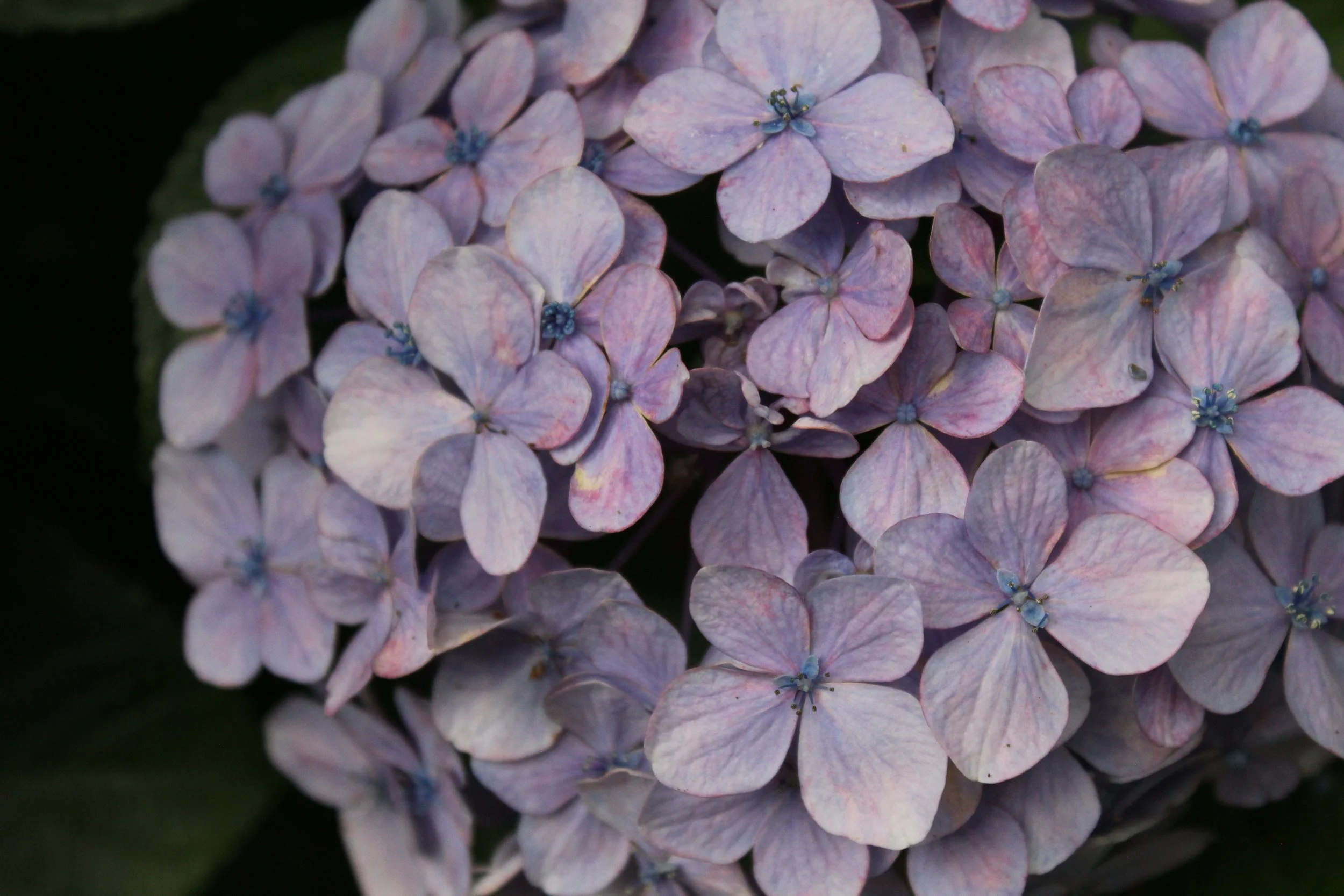 Purple Hydrangea