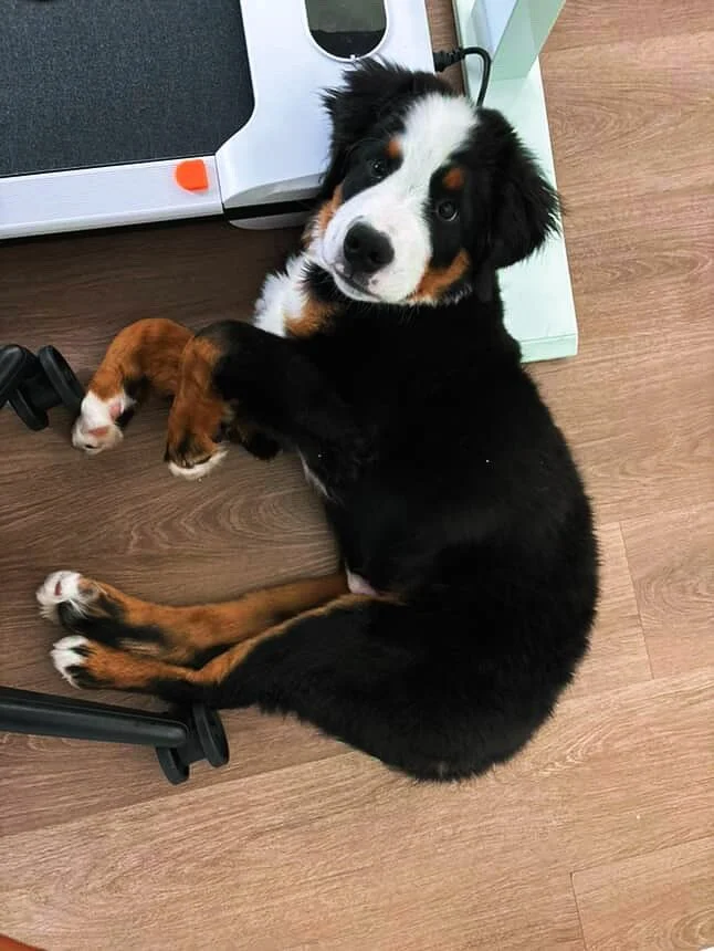 🐾 Pets of the Month &ndash; June &amp; July 🐾

First up, meet Sully &ndash; our July winner, rocking that puppy charm like it&rsquo;s his full-time job. And for June, give it up for Ruger &ndash; the ultimate definition of &ldquo;majestic fluff.&rd