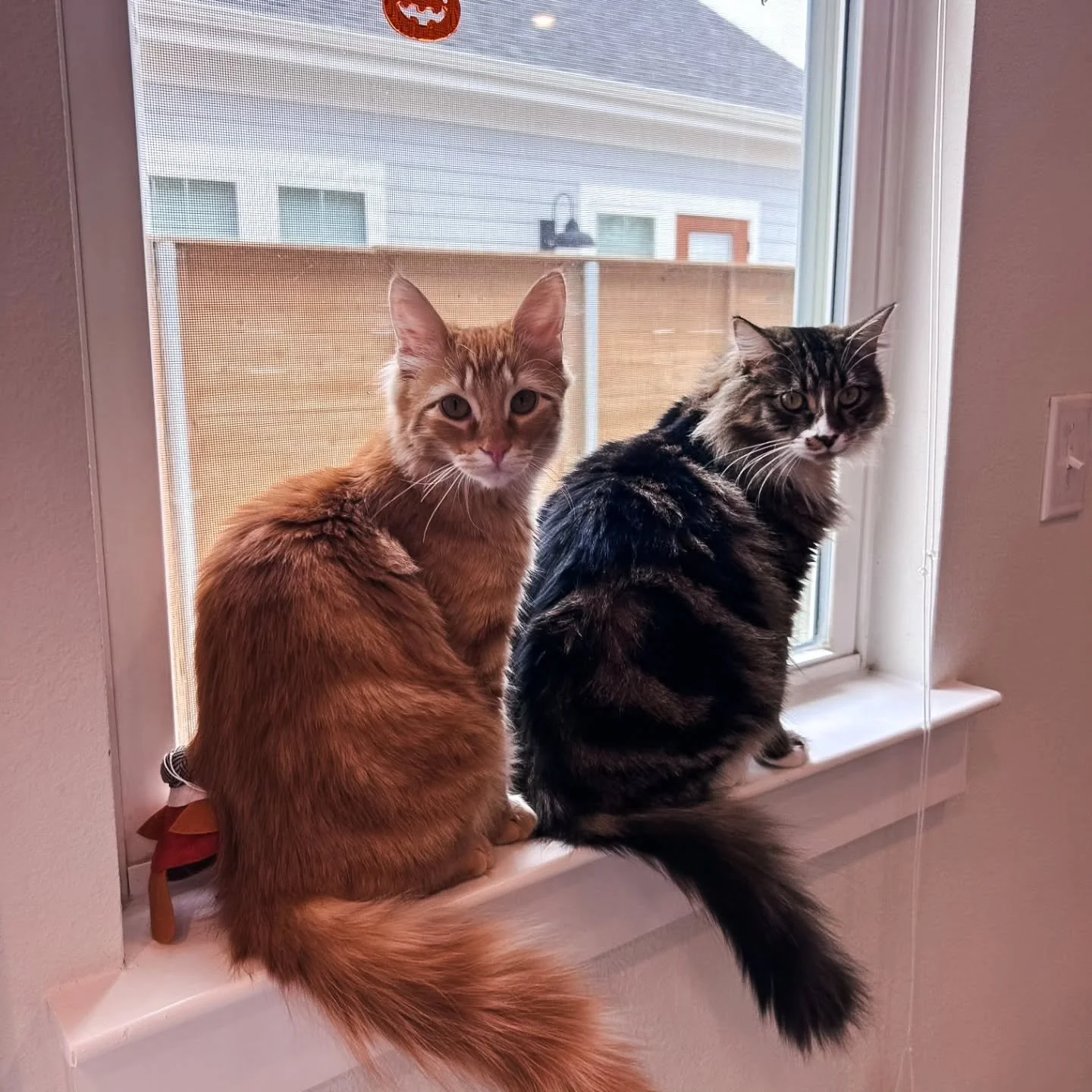 We tried to pick just one Pet of the Month&hellip; they said &ldquo;no.&rdquo; Two crowns are bestowed - You try looking at these two and saying no 🤩 #CatsofInstagram #petofthemonth #roundrock #stillwellataverycentre #newhomes