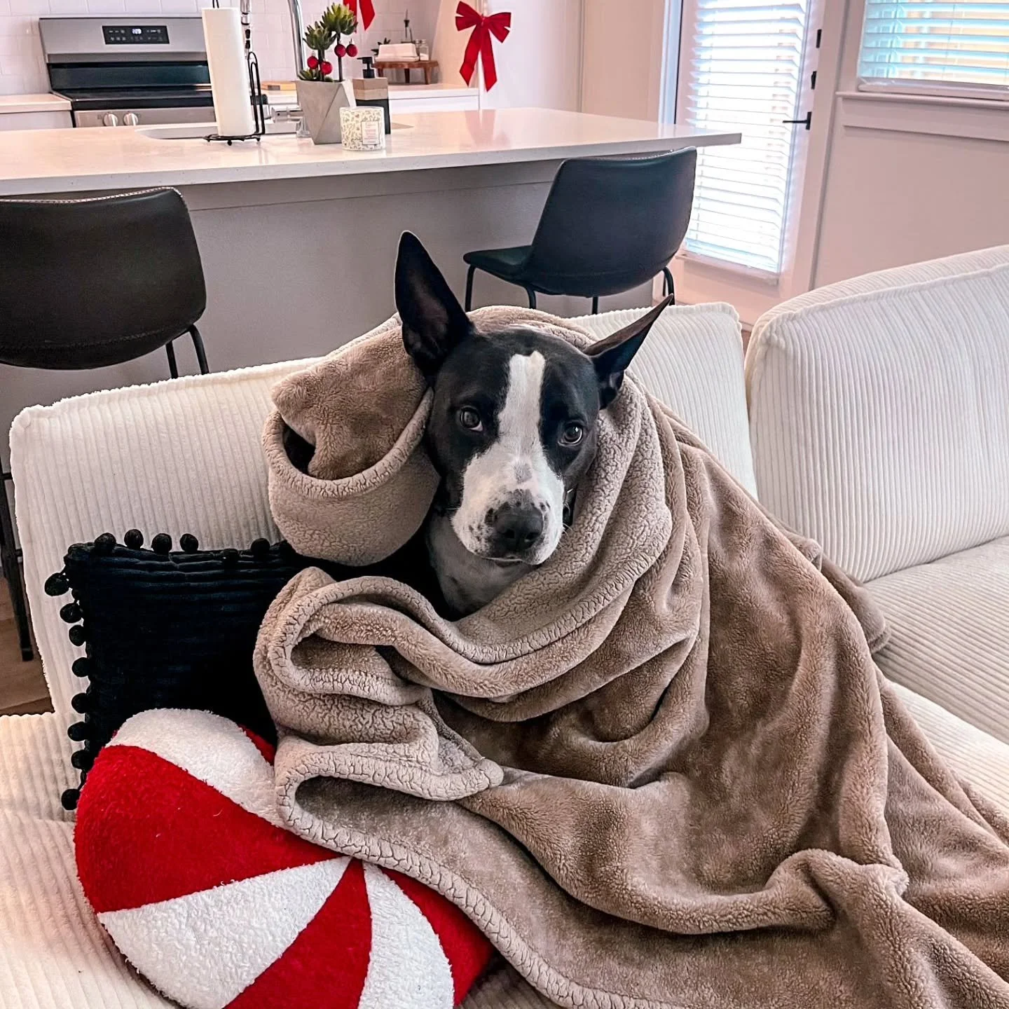 Pet of the Month: Wish 🐾✨

Let&rsquo;s all collectively appreciate and admire this absolute cutie. Wish is the sweetest little overachiever and she loves training with her owner (who just so happens to be one of our resident dog trainers) &mdash; tr