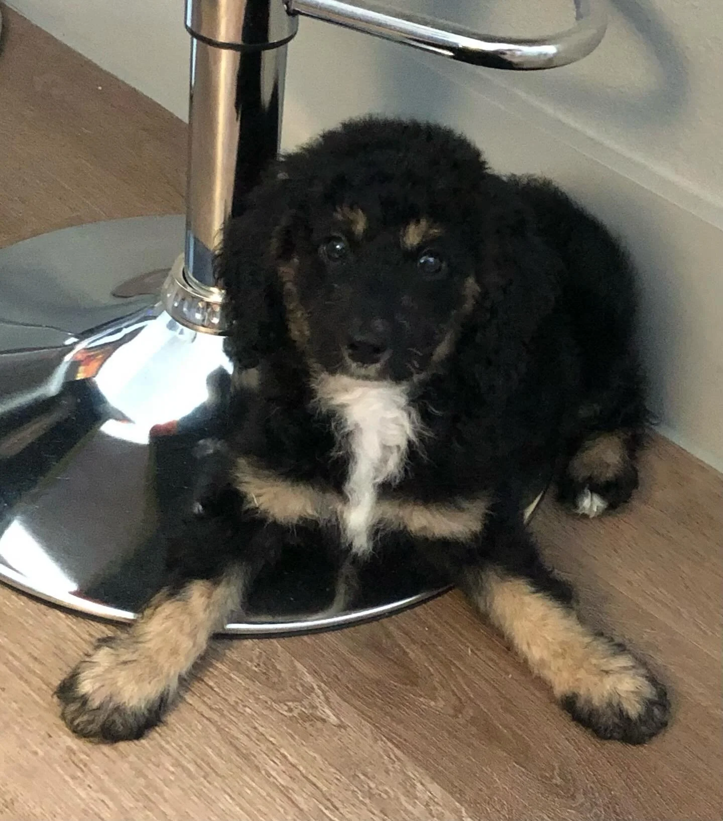 Help us celebrate our January Pets of the Month! 🐾
We had so many wonderful submissions this month that we couldn&rsquo;t choose just one, so meet our two winners: Photo 1: Snicker and Photo 2: Daisy.
Thank you to everyone who sent in their adorable