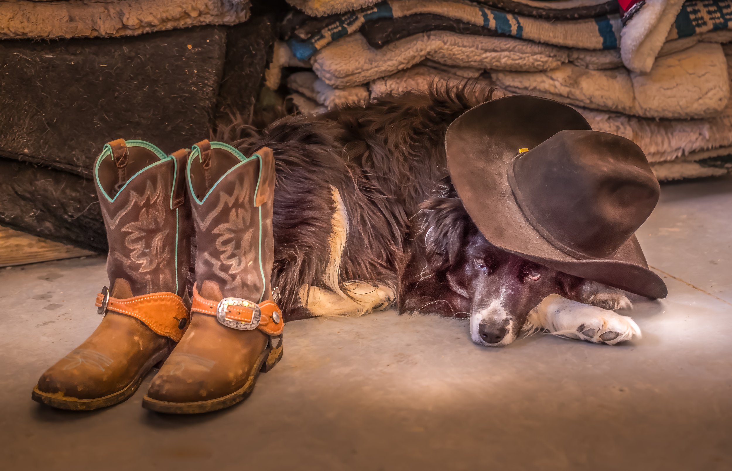 "Nap Wrangler" by David Vaughn