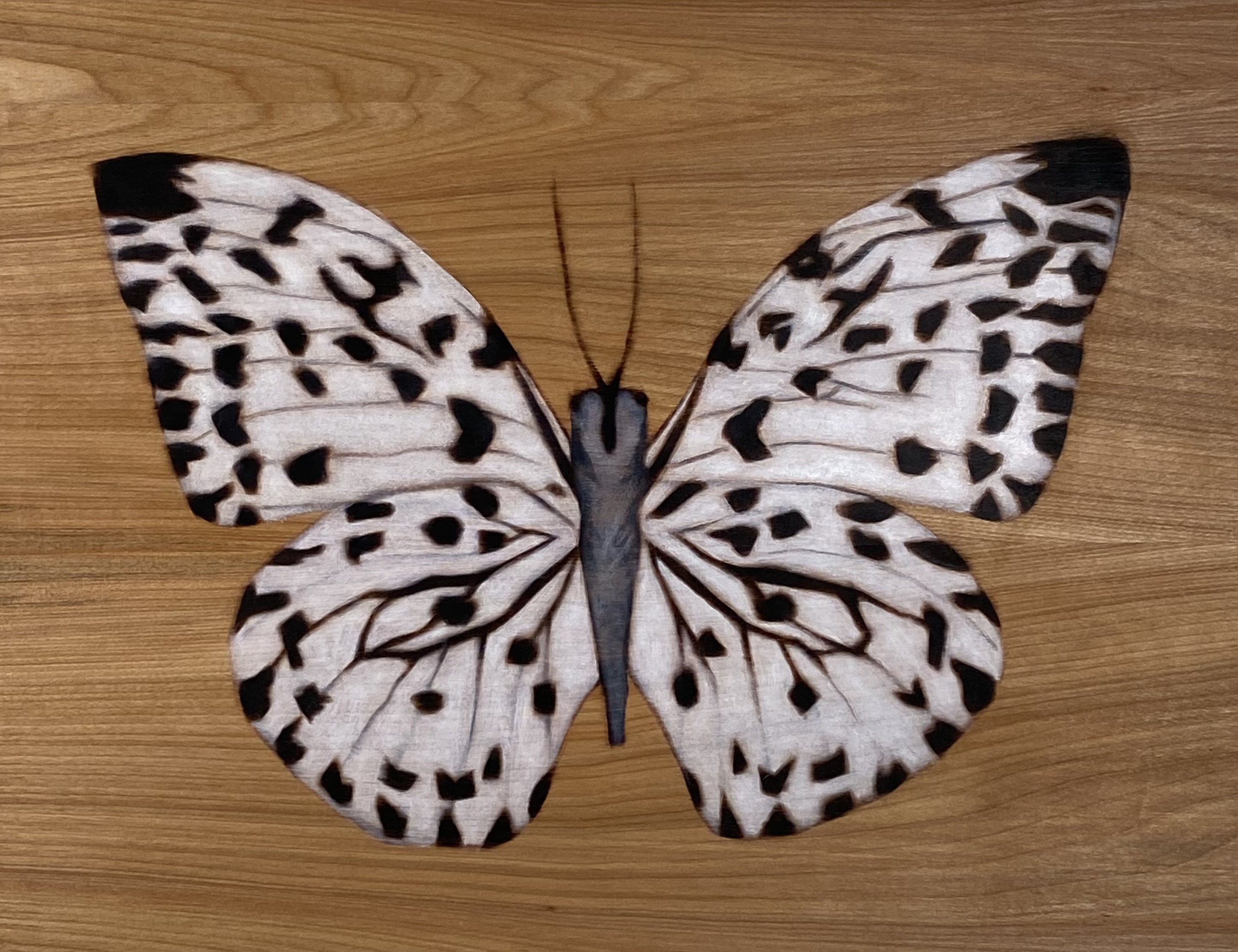 Moth (SOLD)