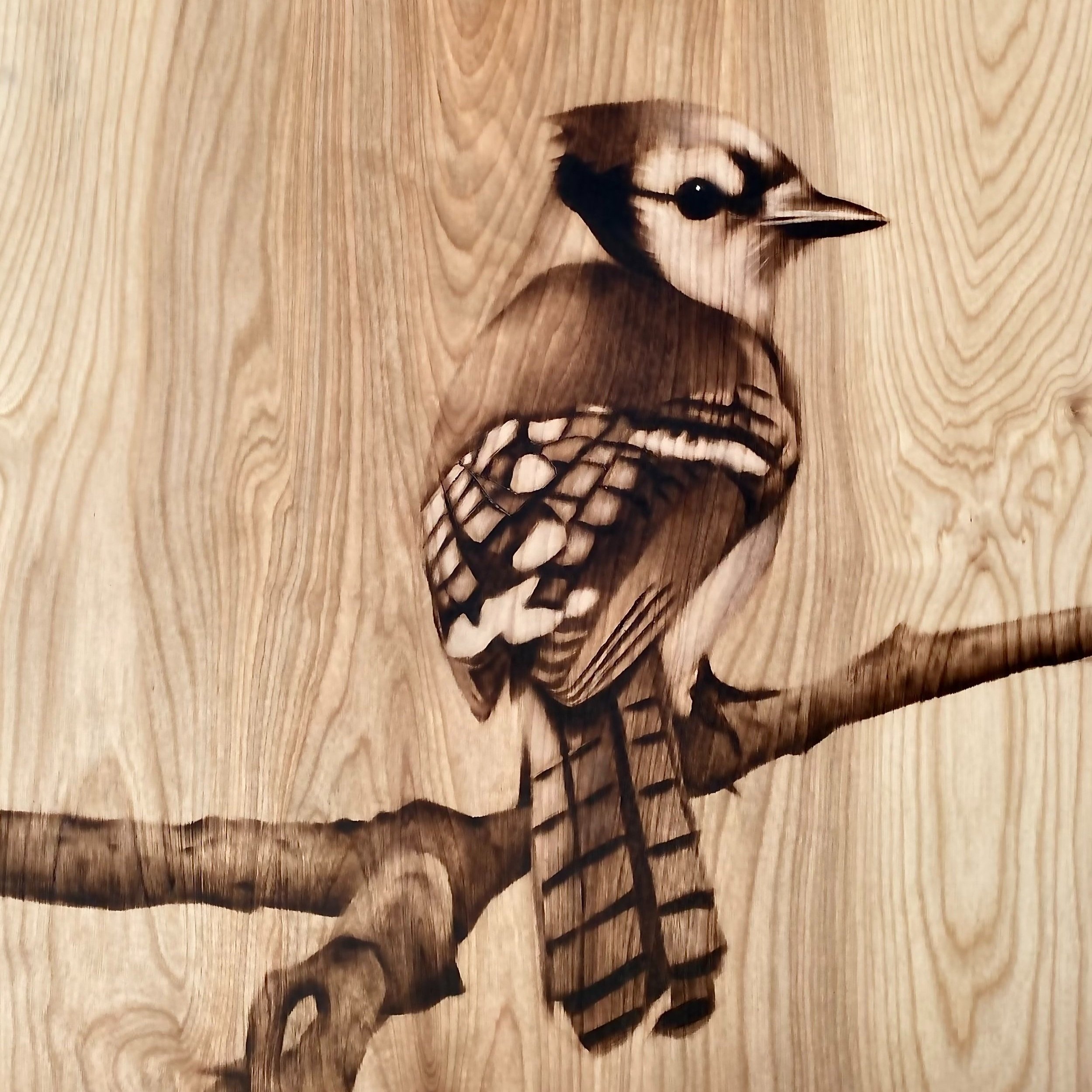 Blue Jay (SOLD)