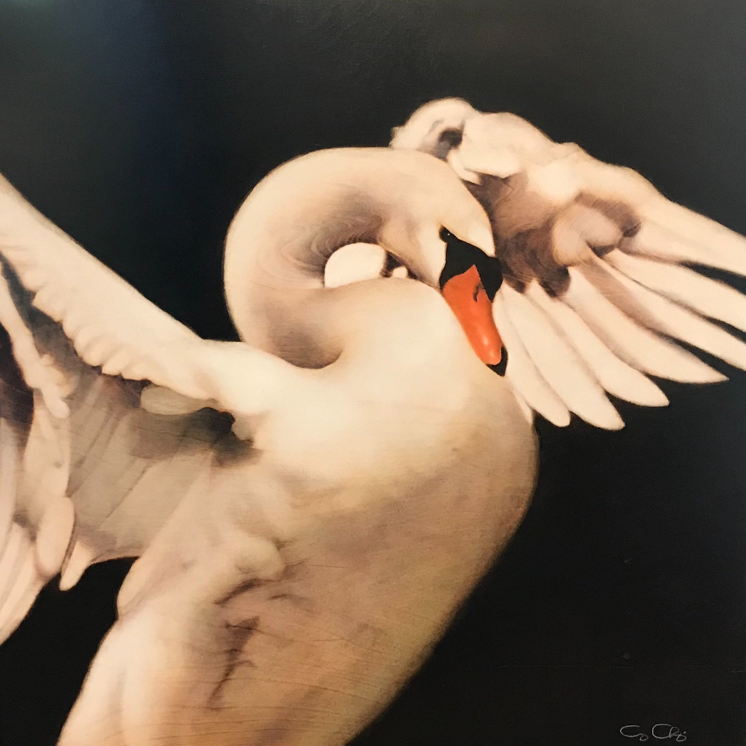Painted Swan (SOLD)