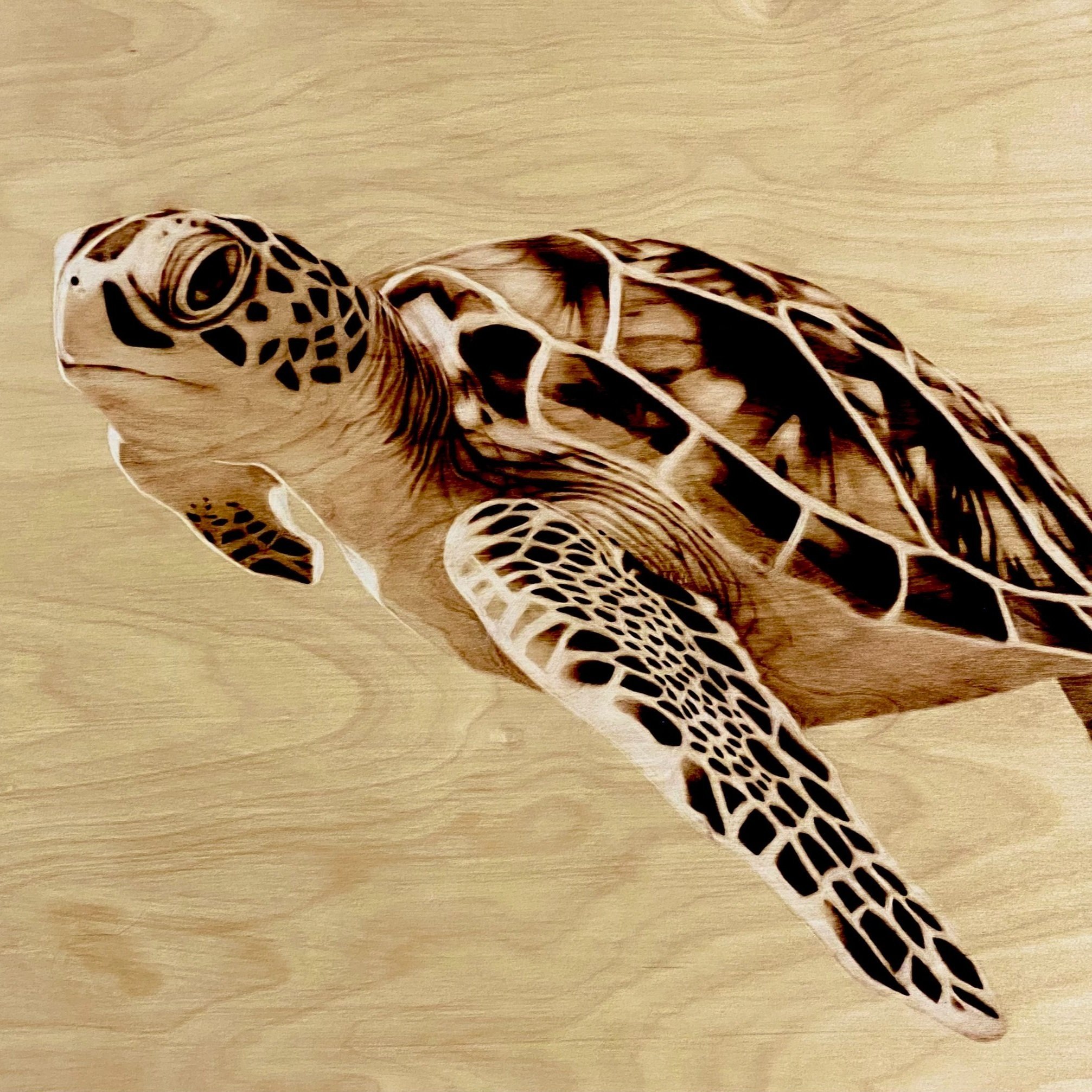 Sea Turtle (SOLD)