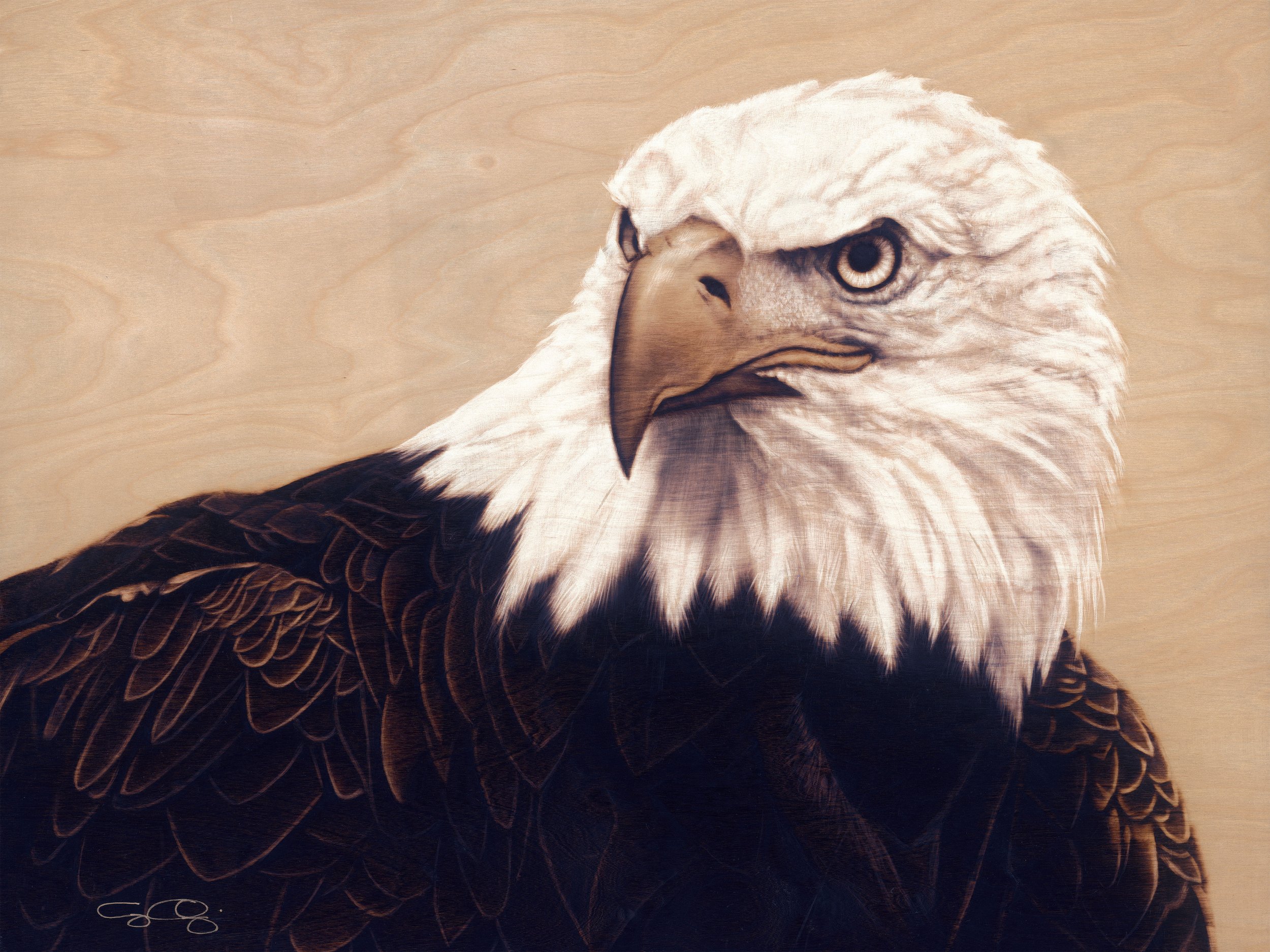 Eagle (SOLD)