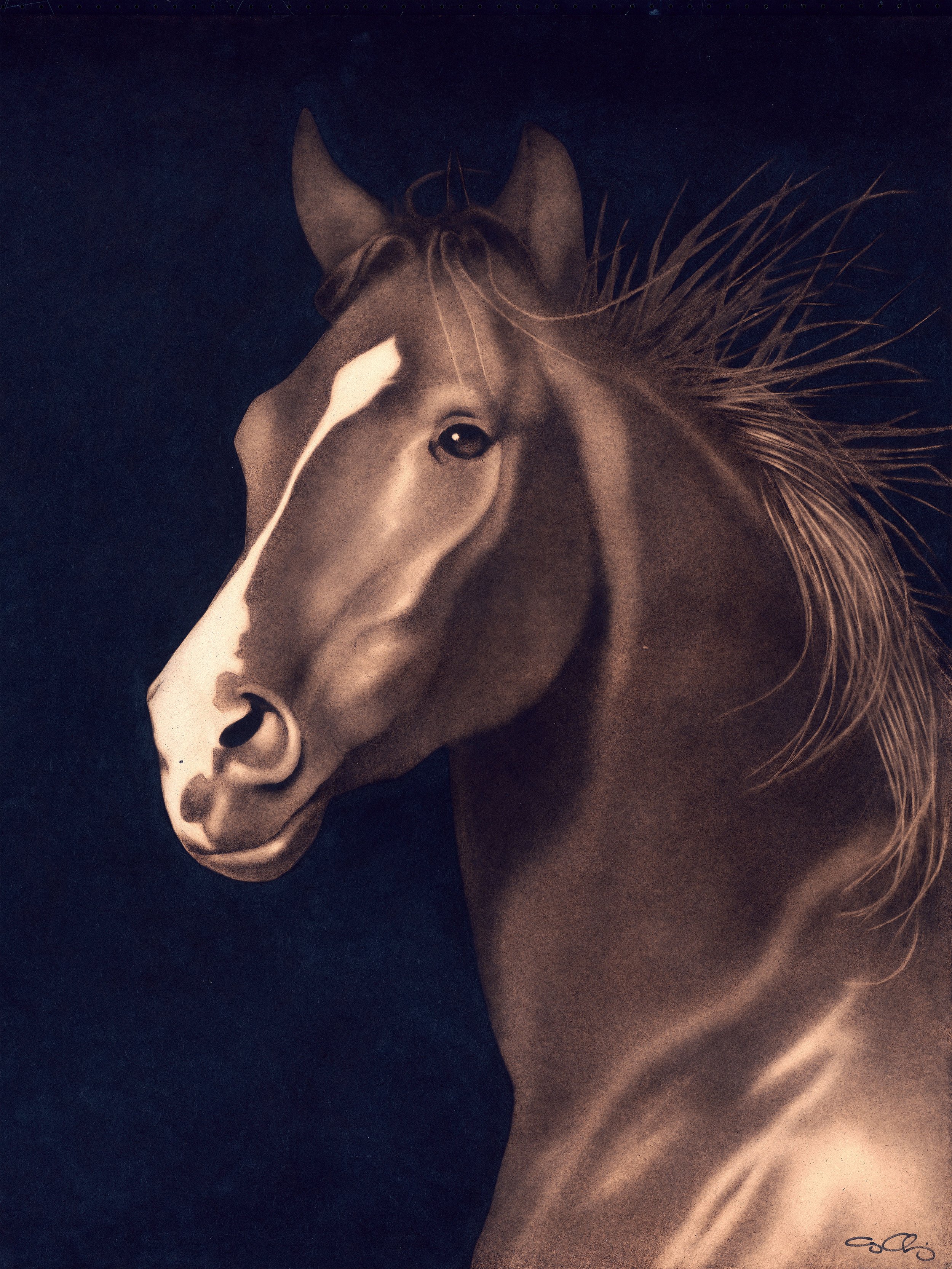Ace (SOLD)
