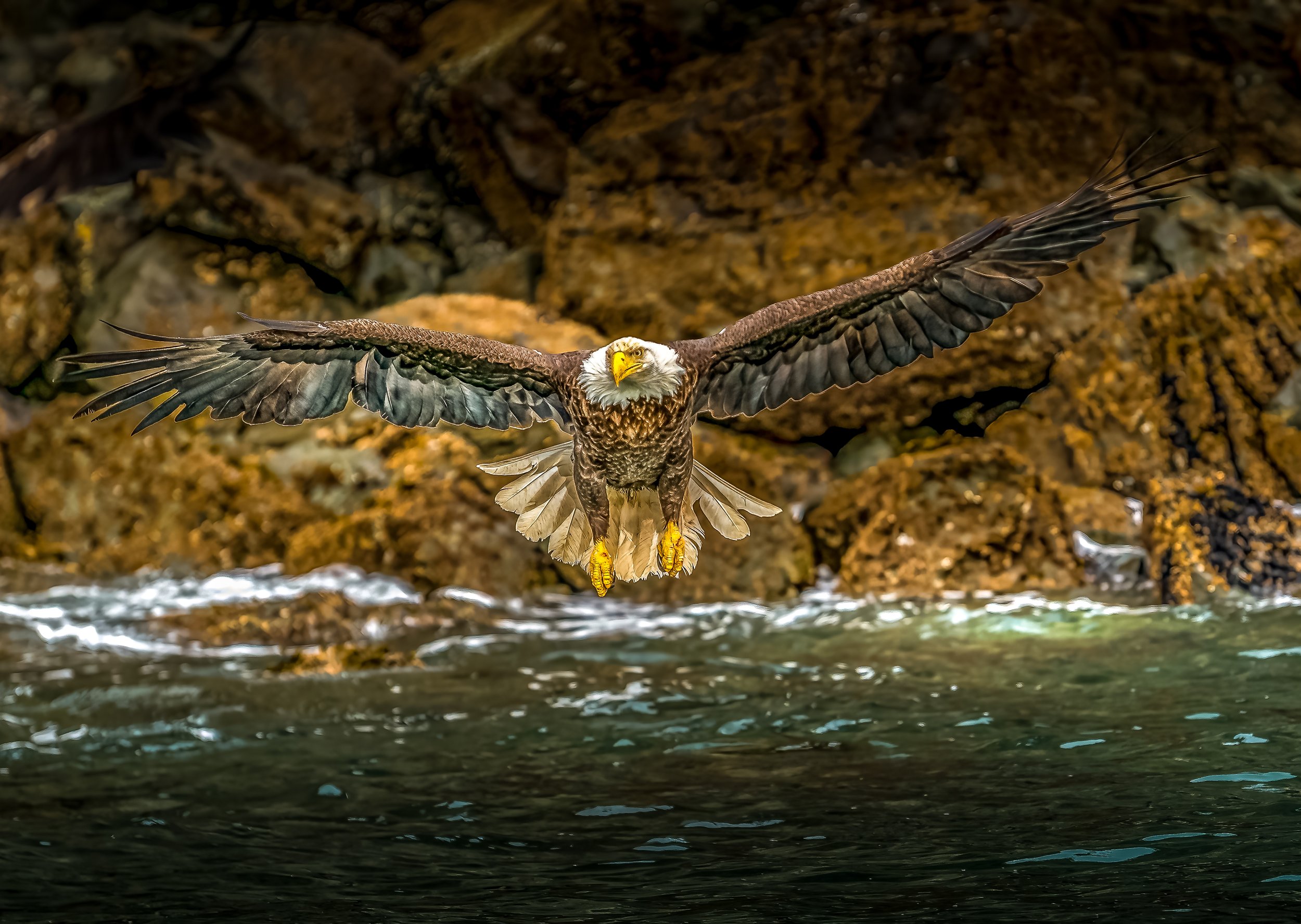 "Flight of the Wild" by David Vaughn