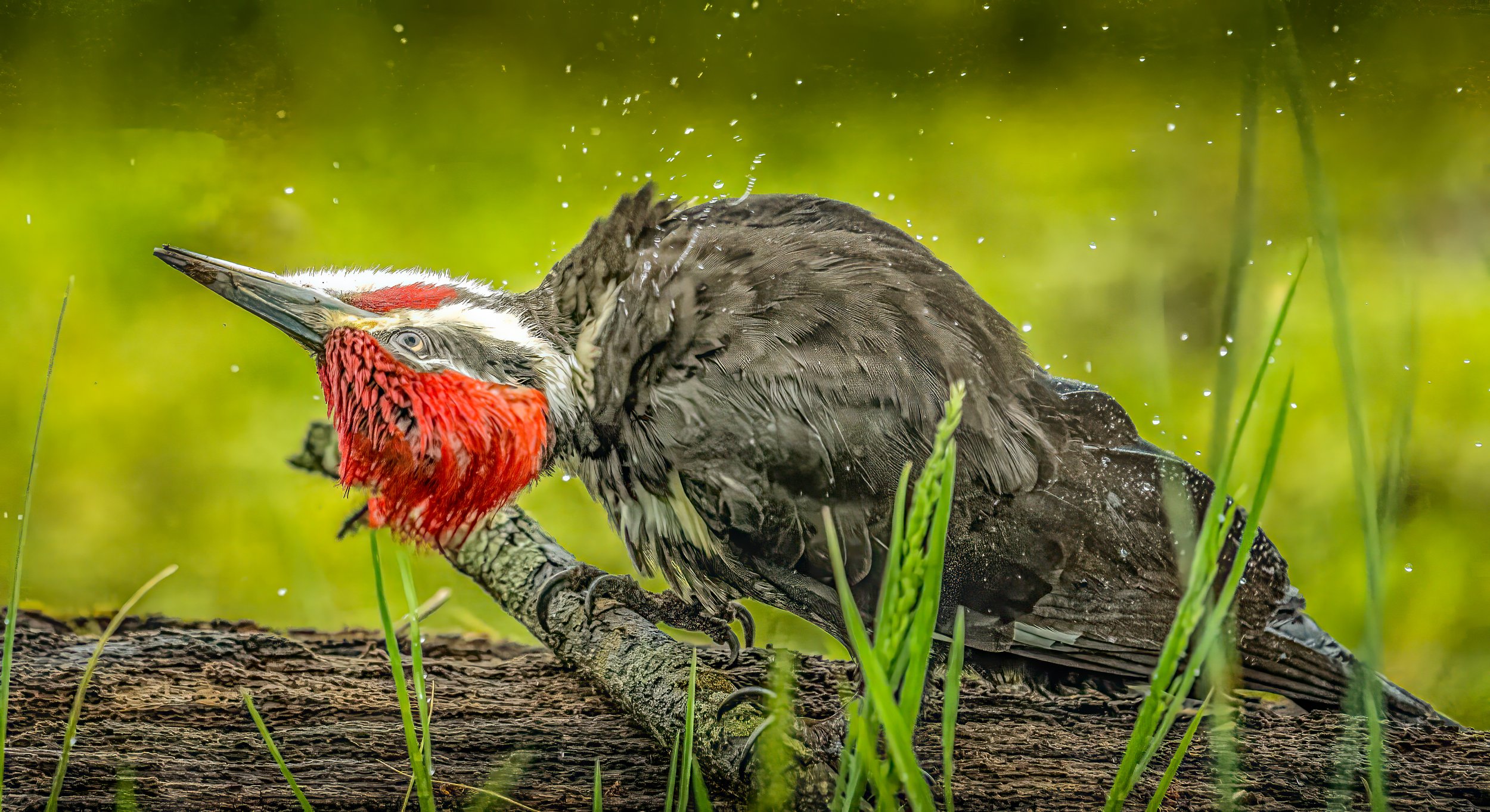 "Wet Wings, Still Heart" by David Vaughn