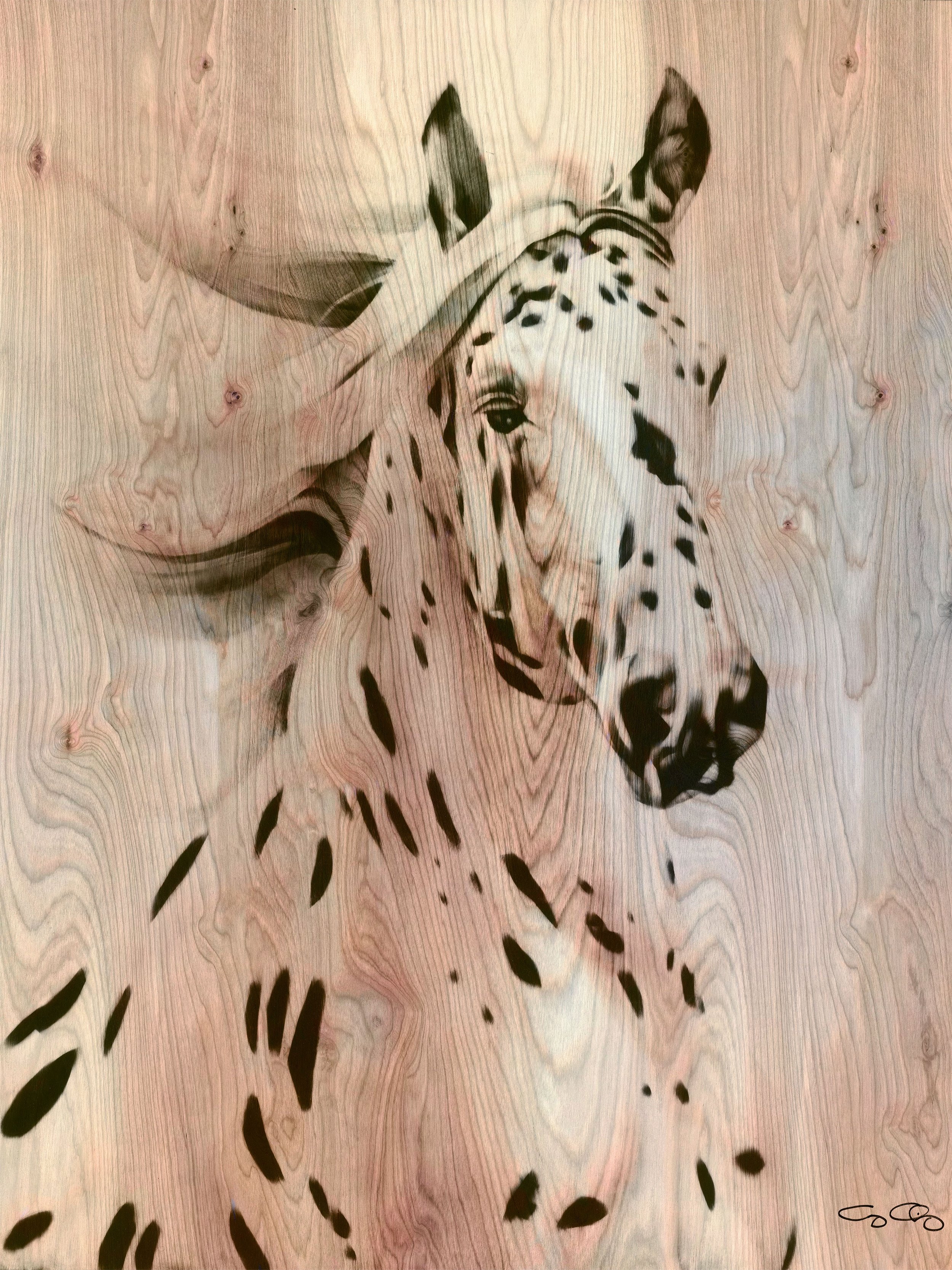 Appaloosa (SOLD)
