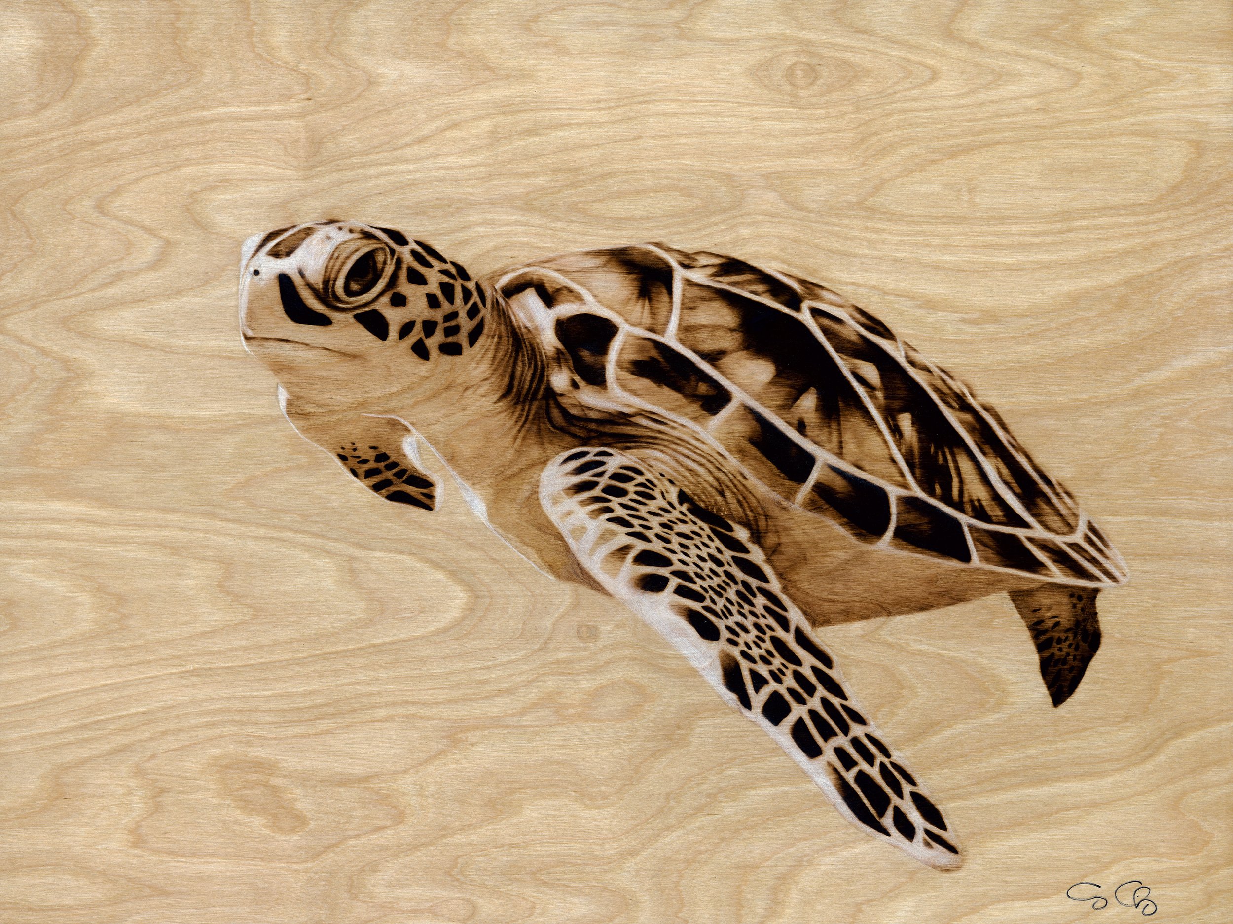Sea Turtle (SOLD)