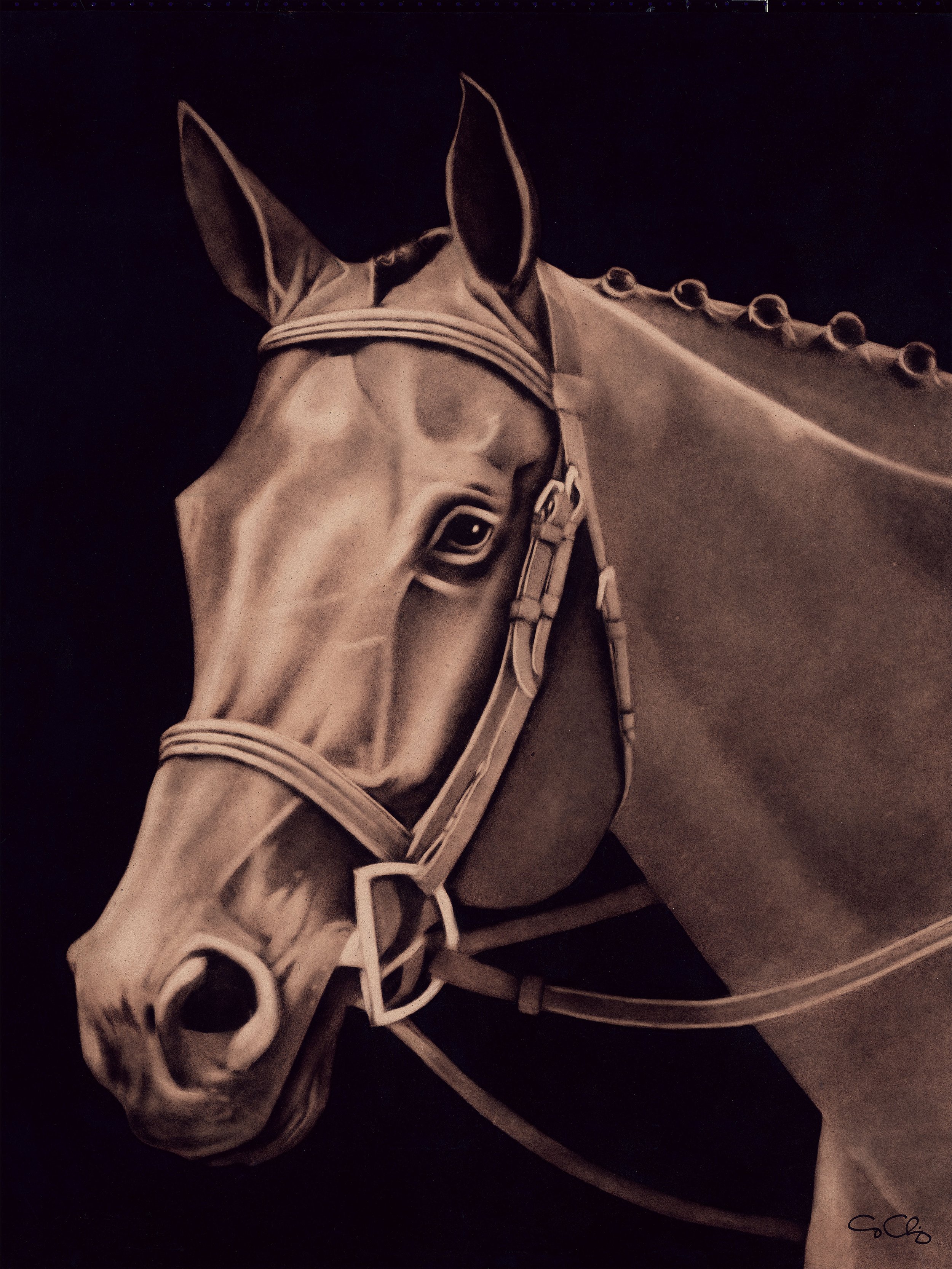 Bo (SOLD)