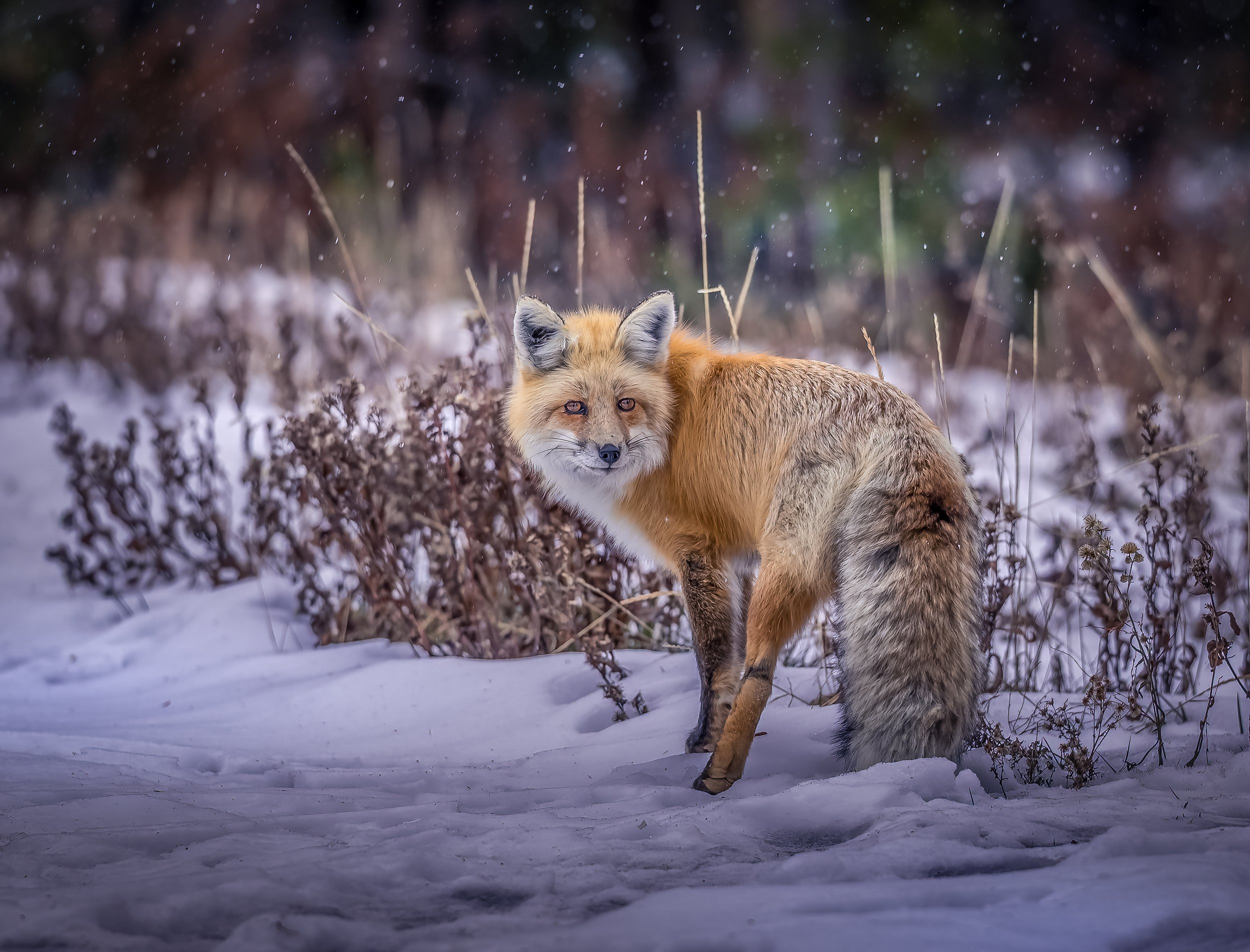 "Winter Beauty" by David Vaughn