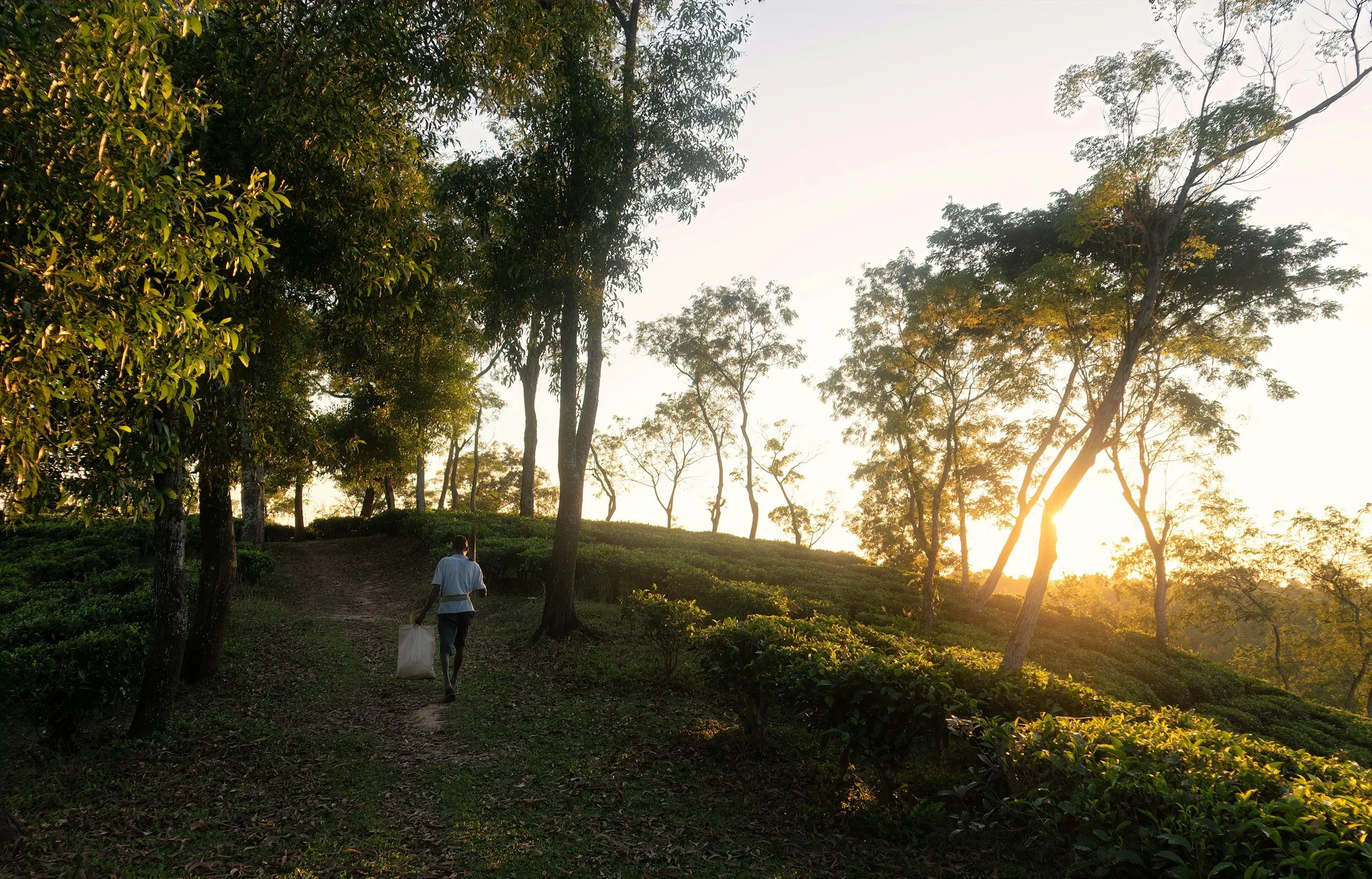 A person walking along a dirt path in a wooded area during sunset, carrying a bag.