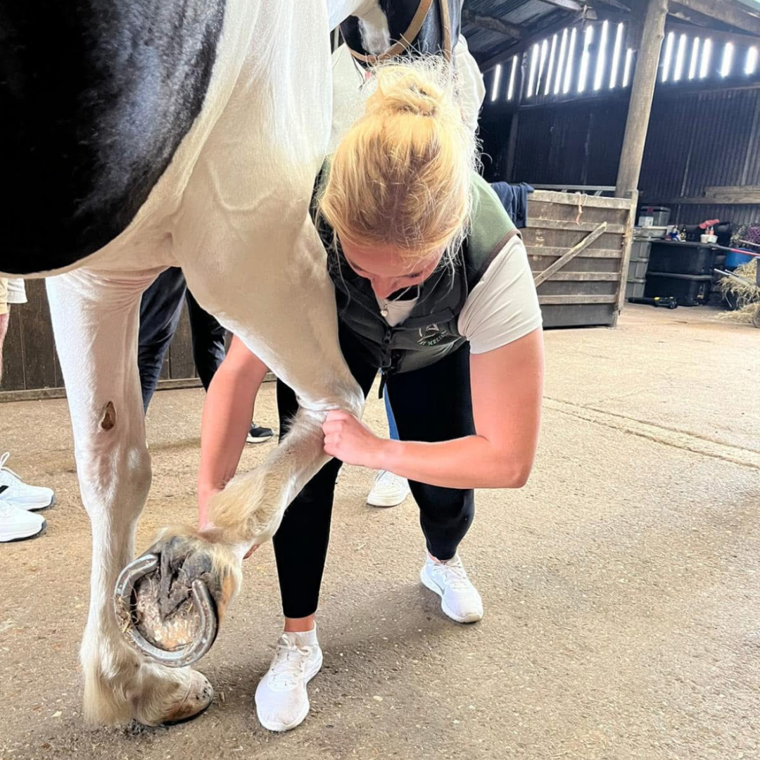 A person is bending down, holding a horse's front leg, in a barn or stable.