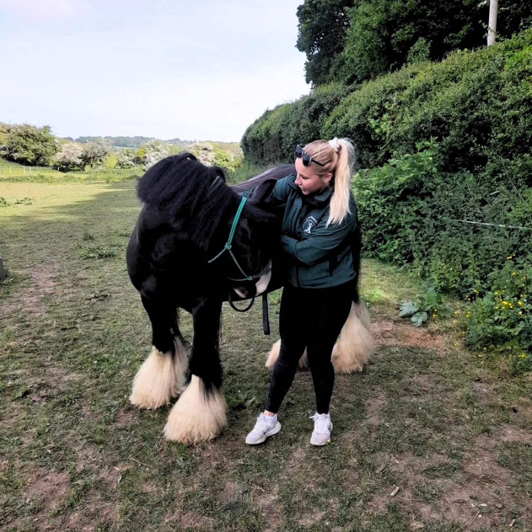 A woman holding and petting a large black and white Clydesdale horse outdoors on a grassy field with green bushes and trees in the background.