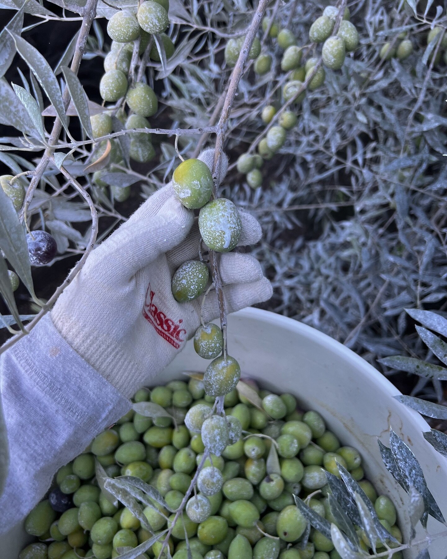 OUR ORGANIC PRACTICES 🌿

You may notice a &lsquo;frosted&rsquo; looking on some of our olive trees. This is one of our foundational practices in keeping our practices 100% organic. The trees are misted with kaolin clay, a completely natural clay tha