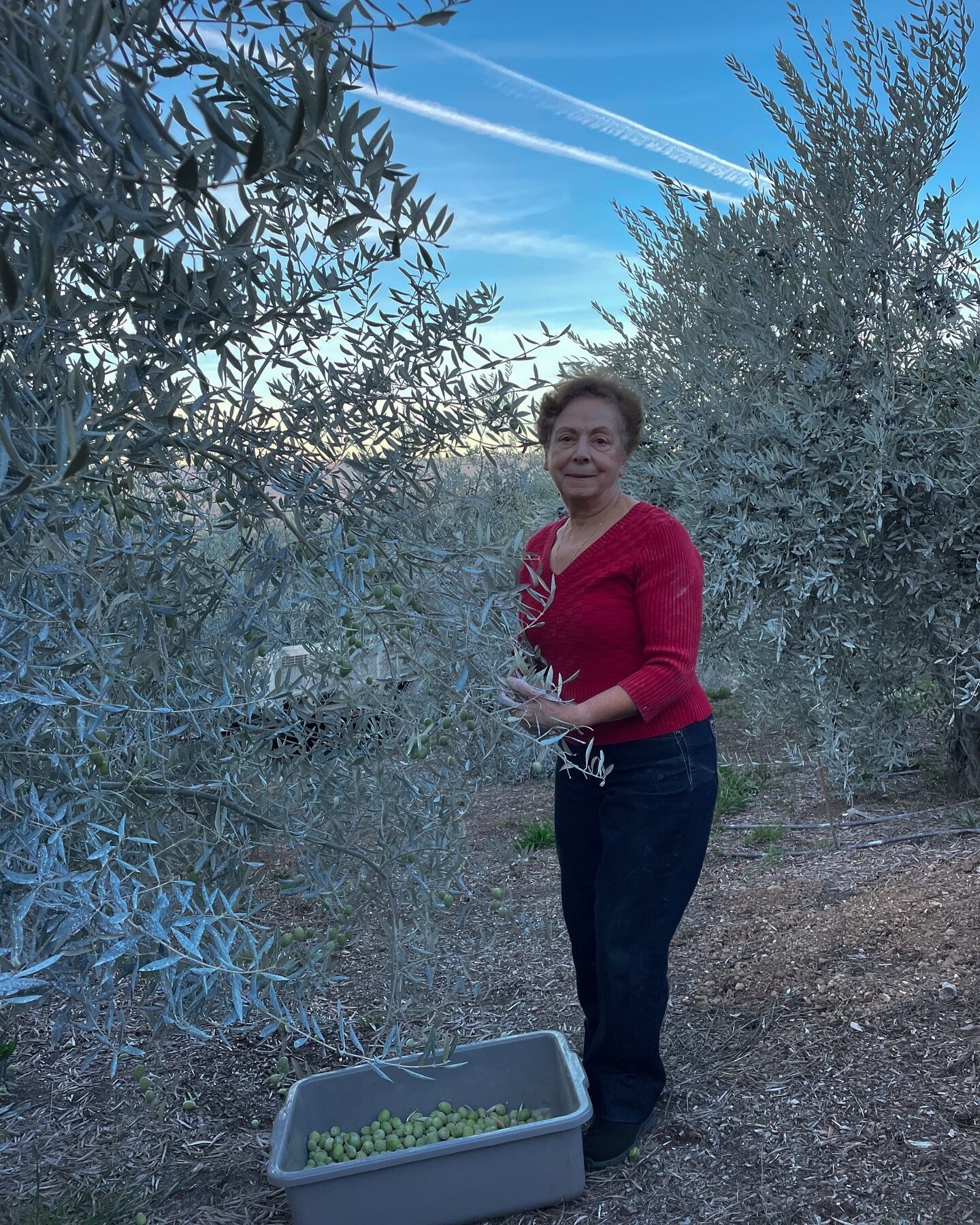 Mama Saca hard at work picking olives all day before cooking a delicious post-harvest dinner