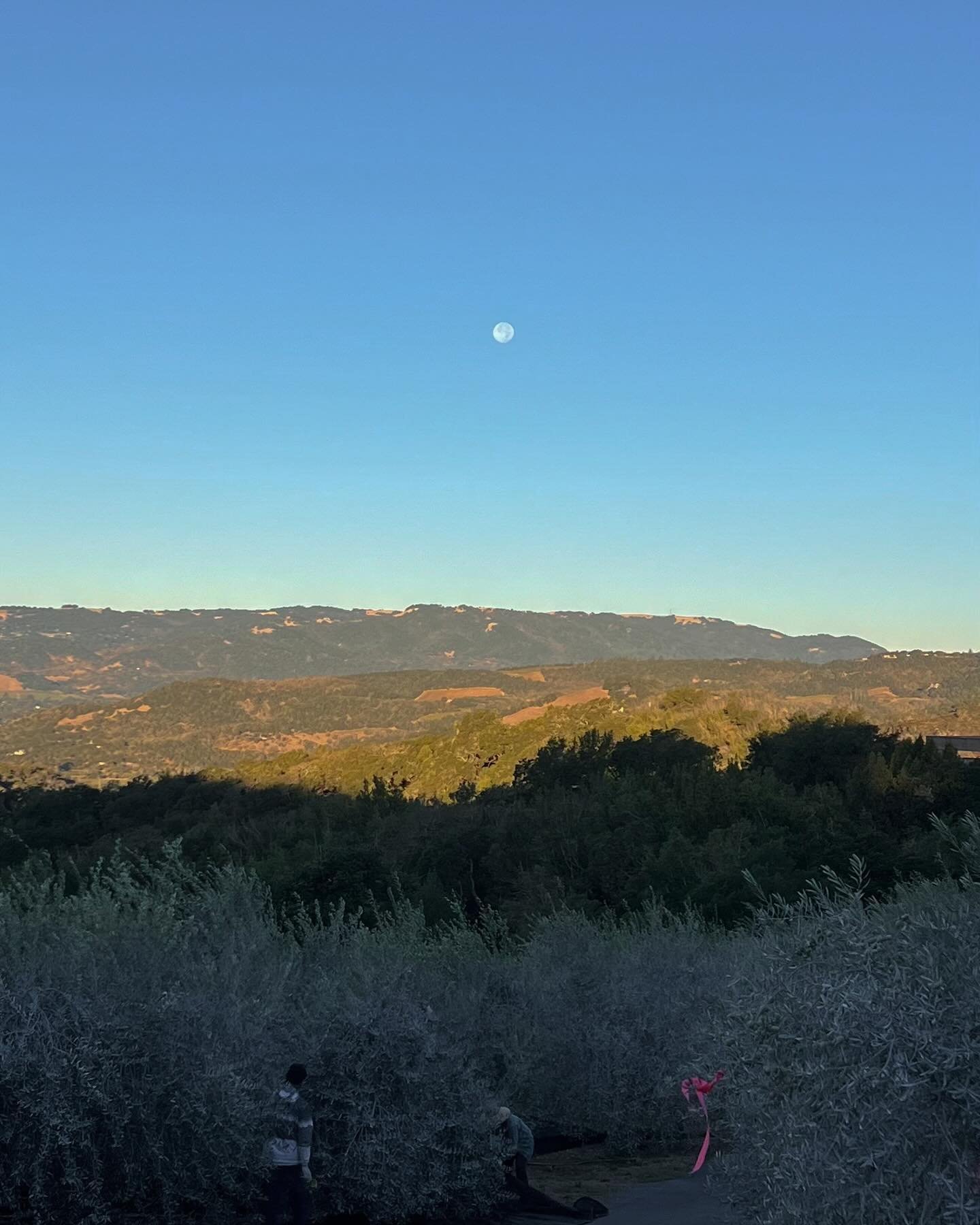 Full Harvest Moon 🌕 in the early hours as we start picking for our 2024 harvest 

Photo @trailstomper