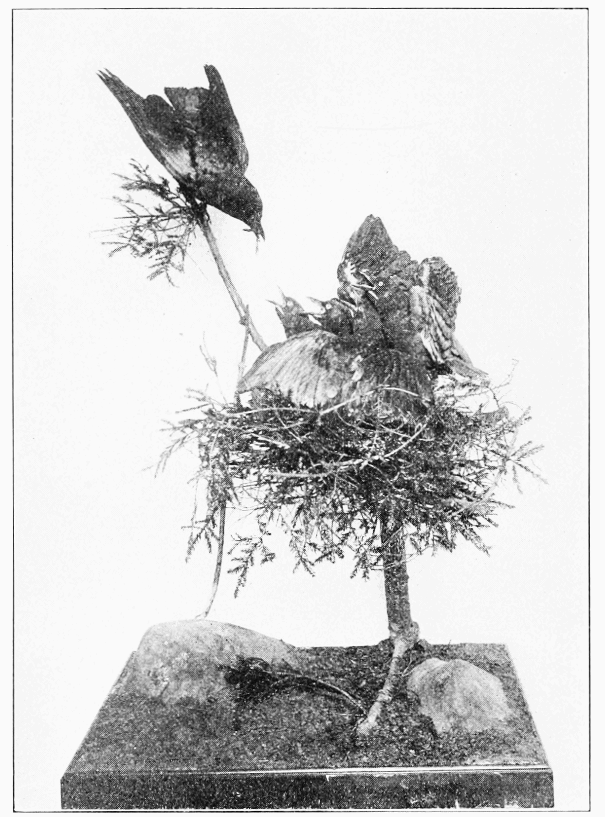 Why are children's museums museums?