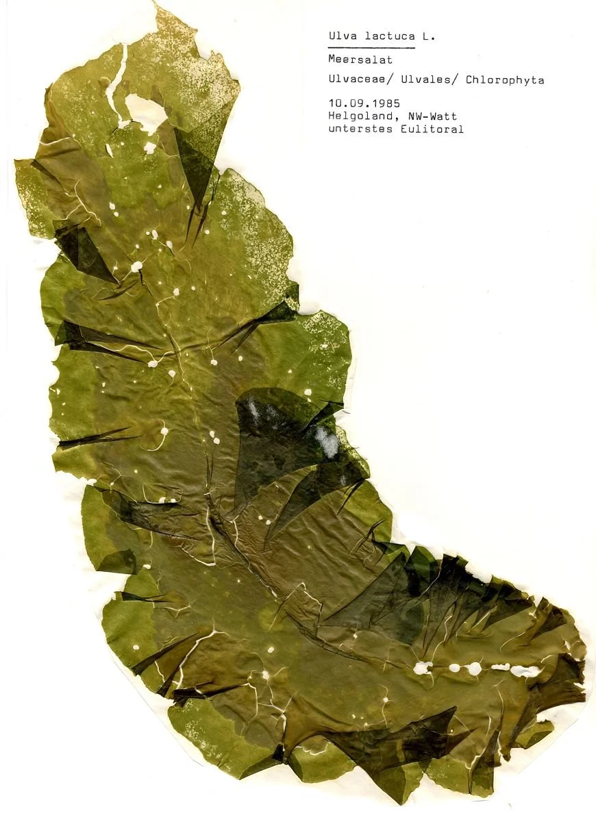 Museum of Museums II: How do museums reveal the unknown?