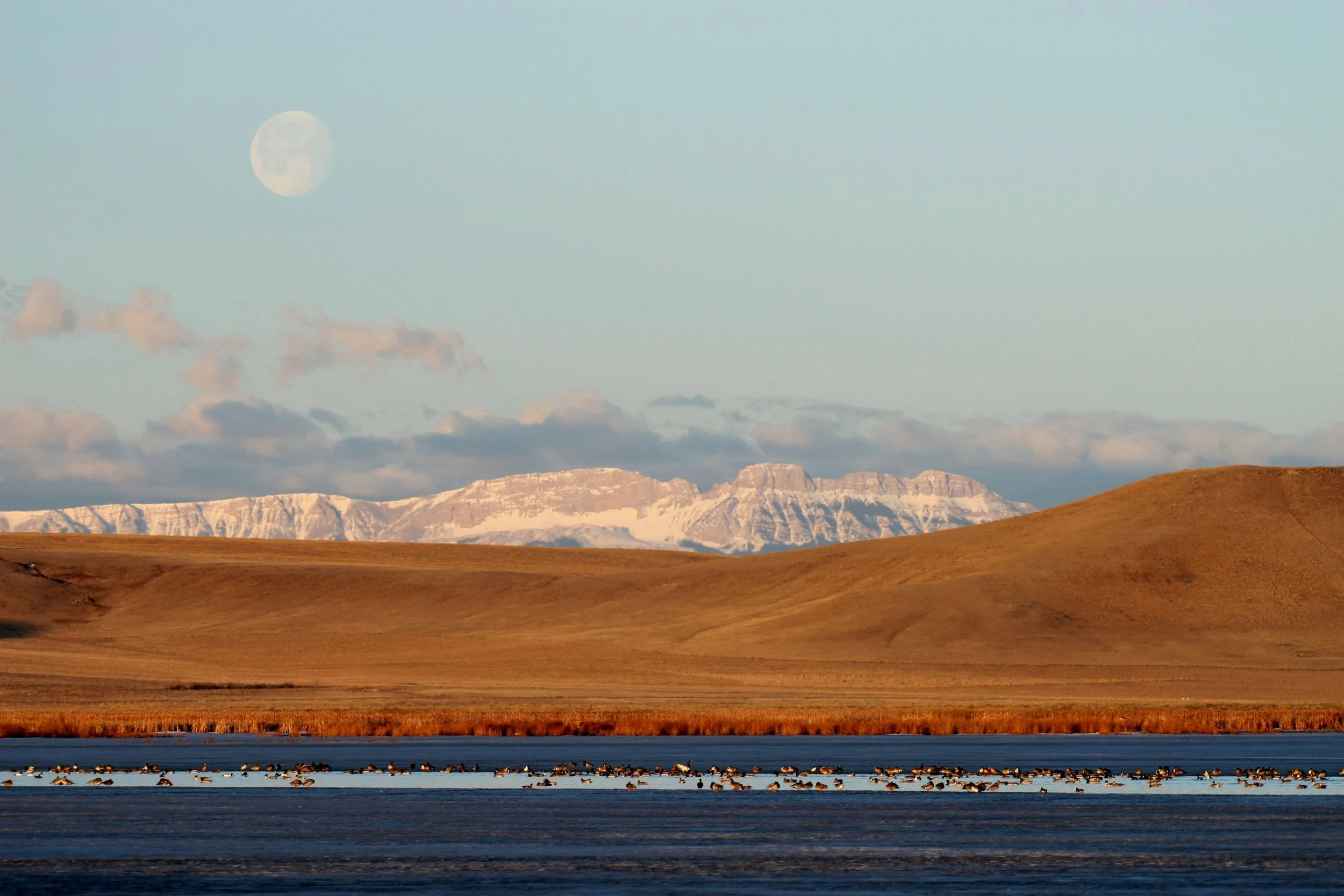 Choteau — Wild Wings Choteau