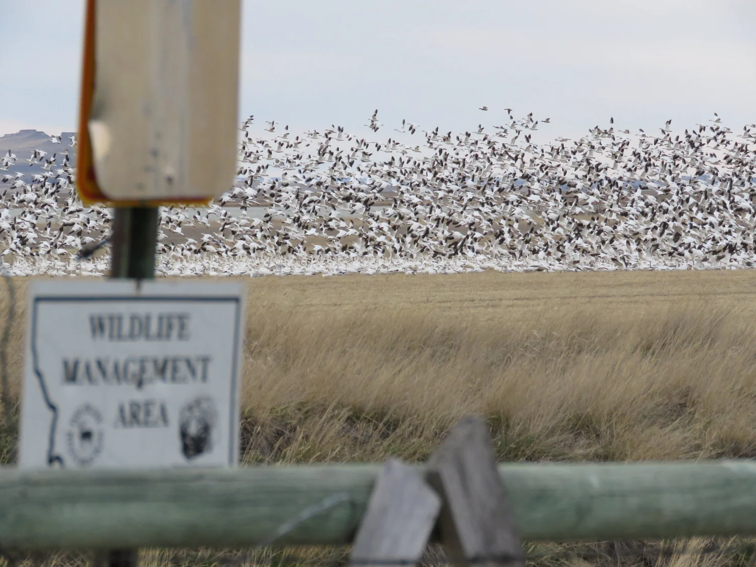 Choteau — Wild Wings Choteau
