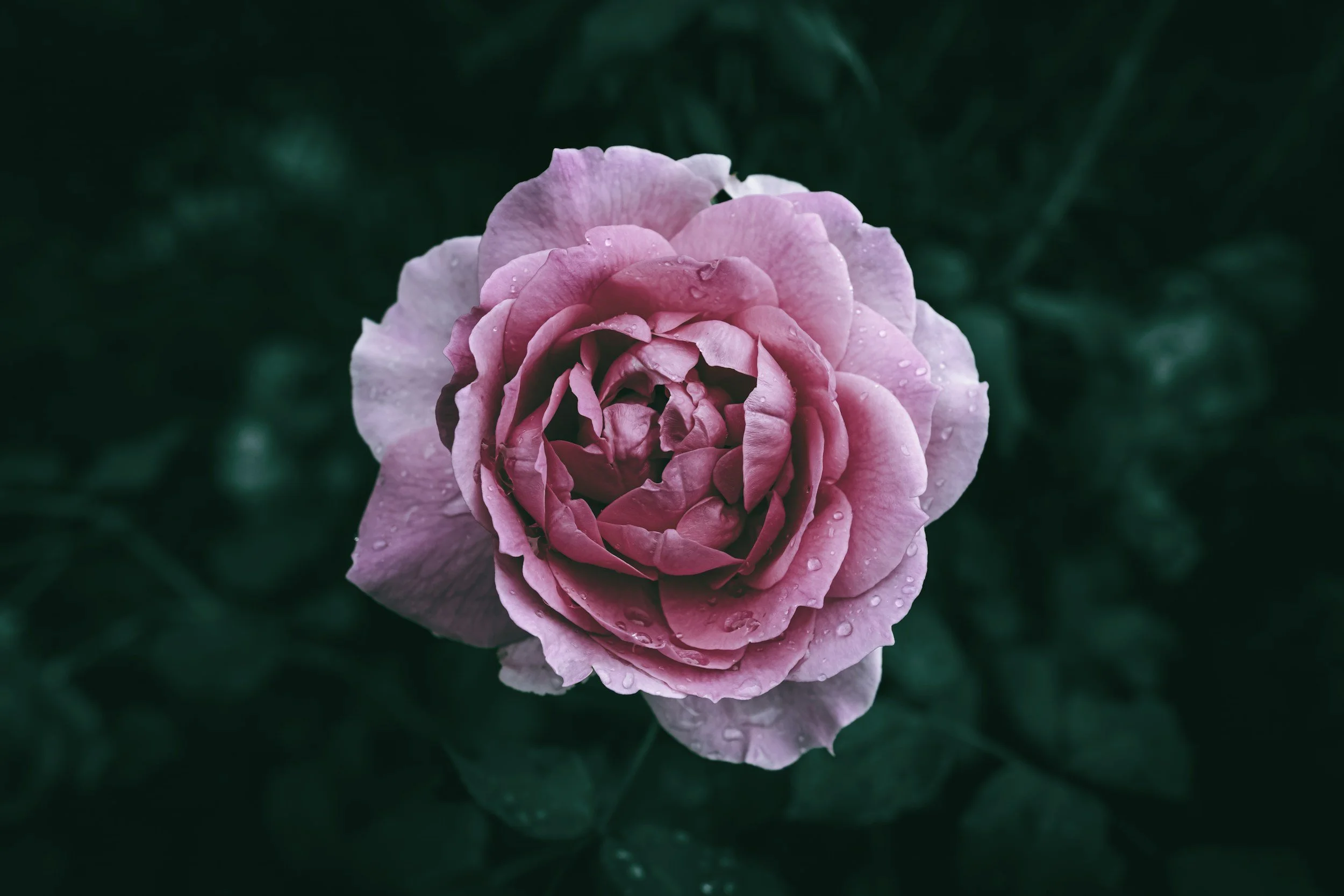 Close-up of a pink rose with water droplets on its petals, dark green blurred background.