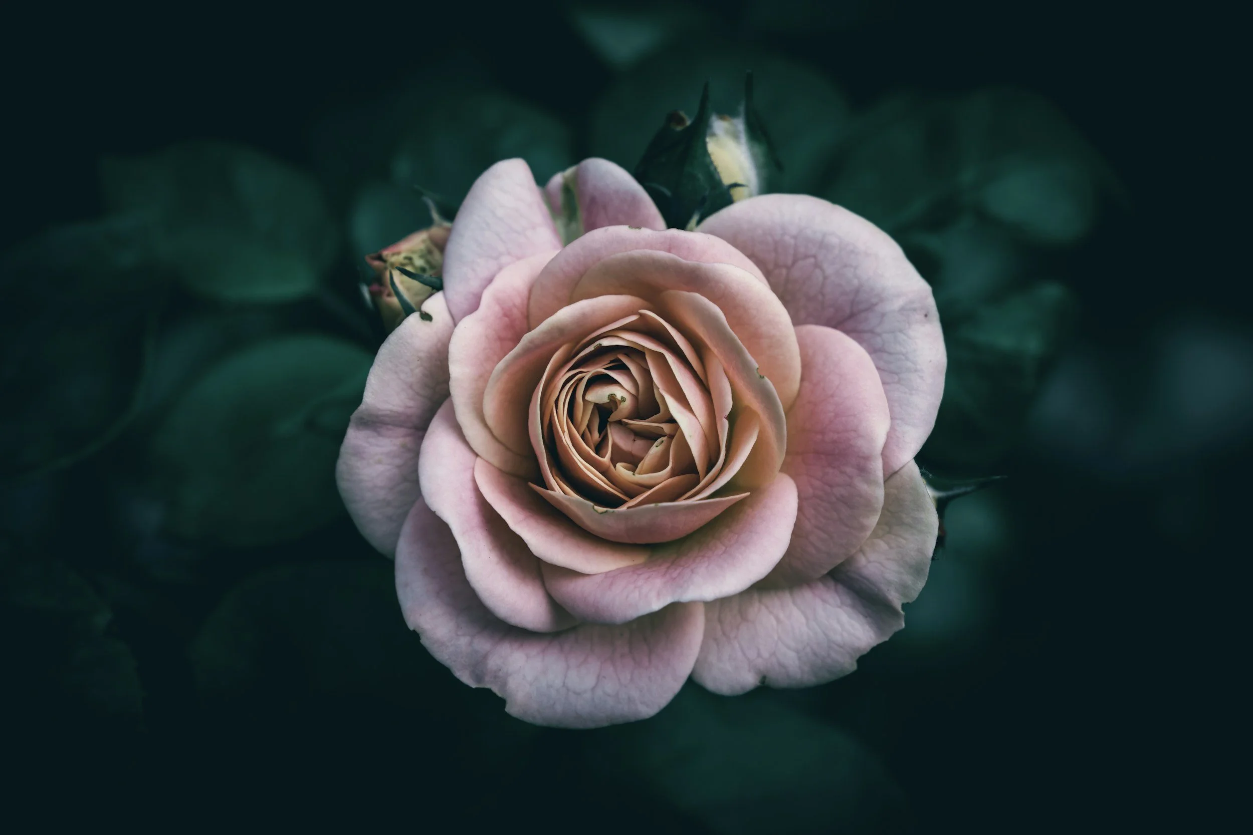 pink bloom rose
