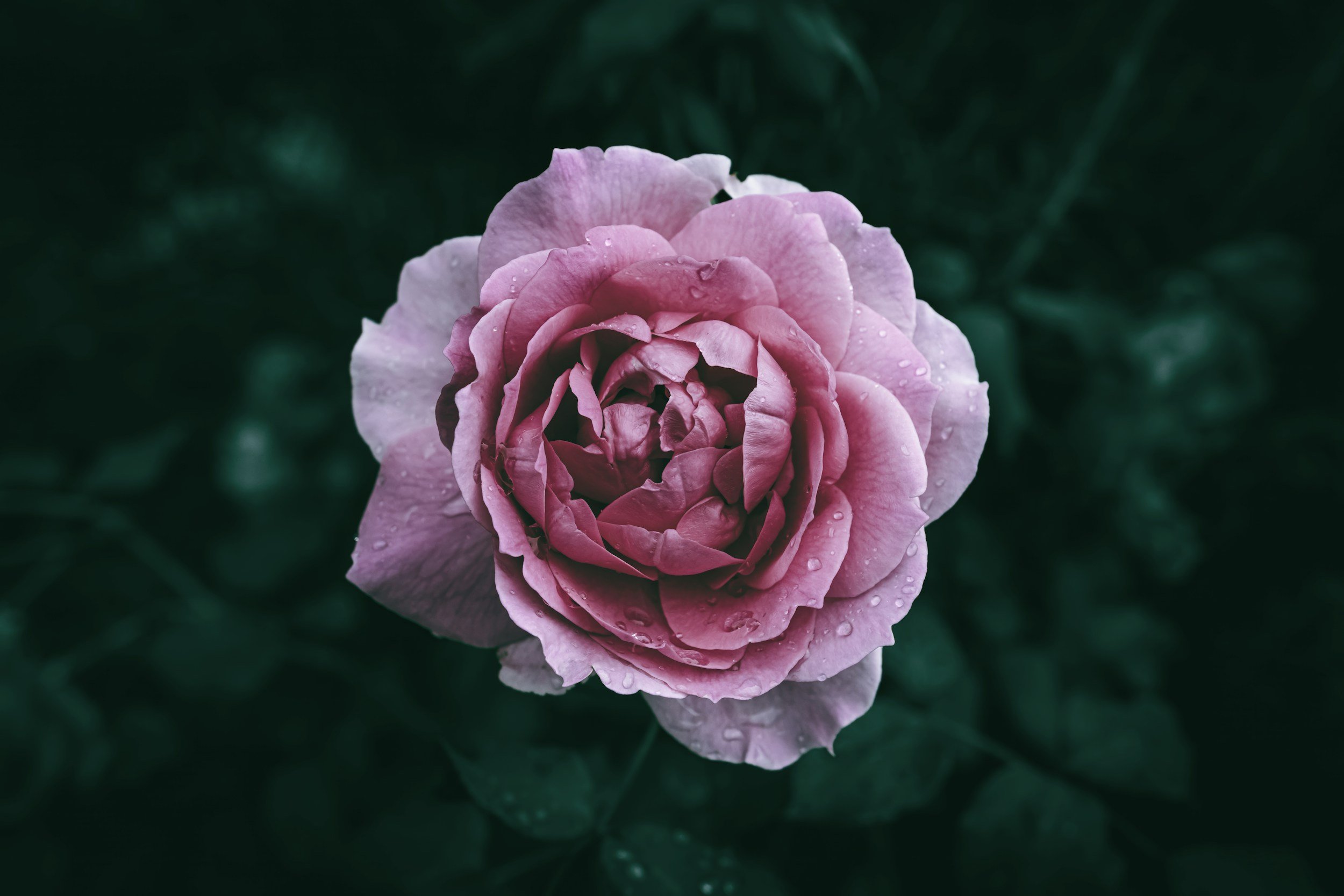 A pink rose with dewdrops on its petals, set against a dark green leafy background.