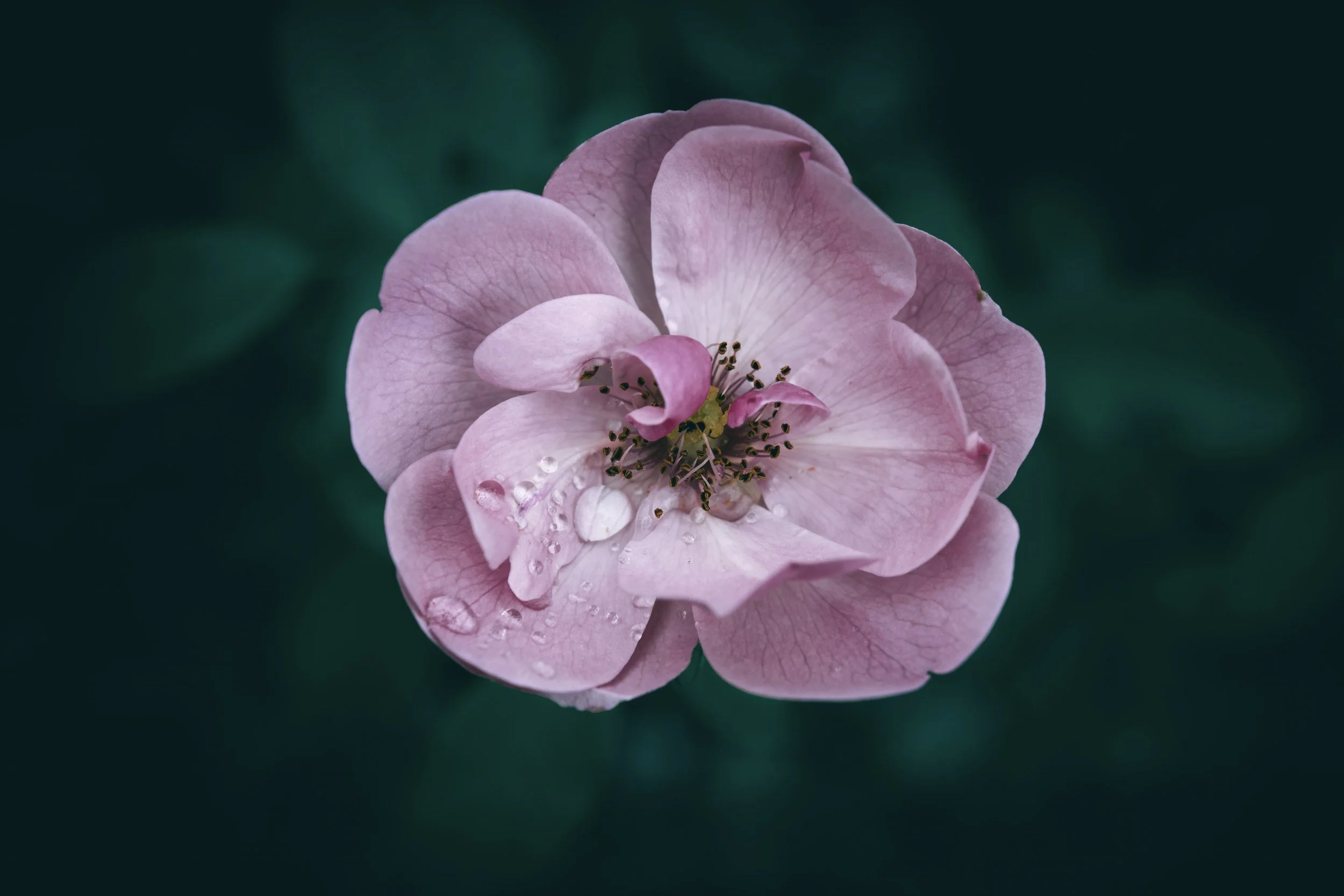 Close-up of a pink flower with droplets of water on its petals, dark green blurred background.