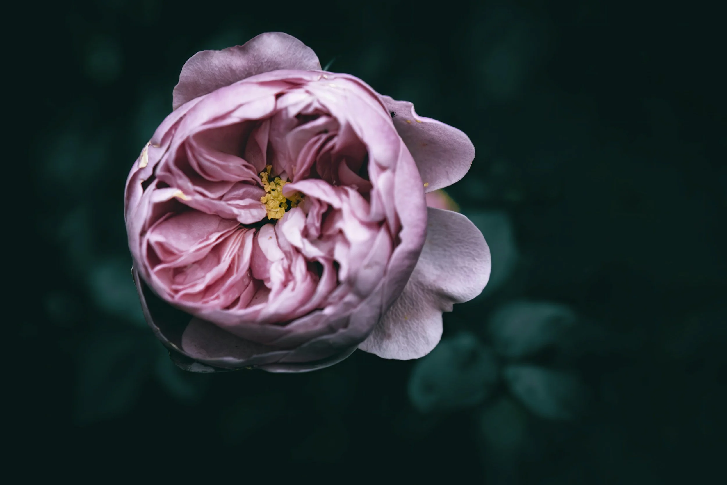 Close-up of a pink flower with petals and yellow center against dark green blurred background.