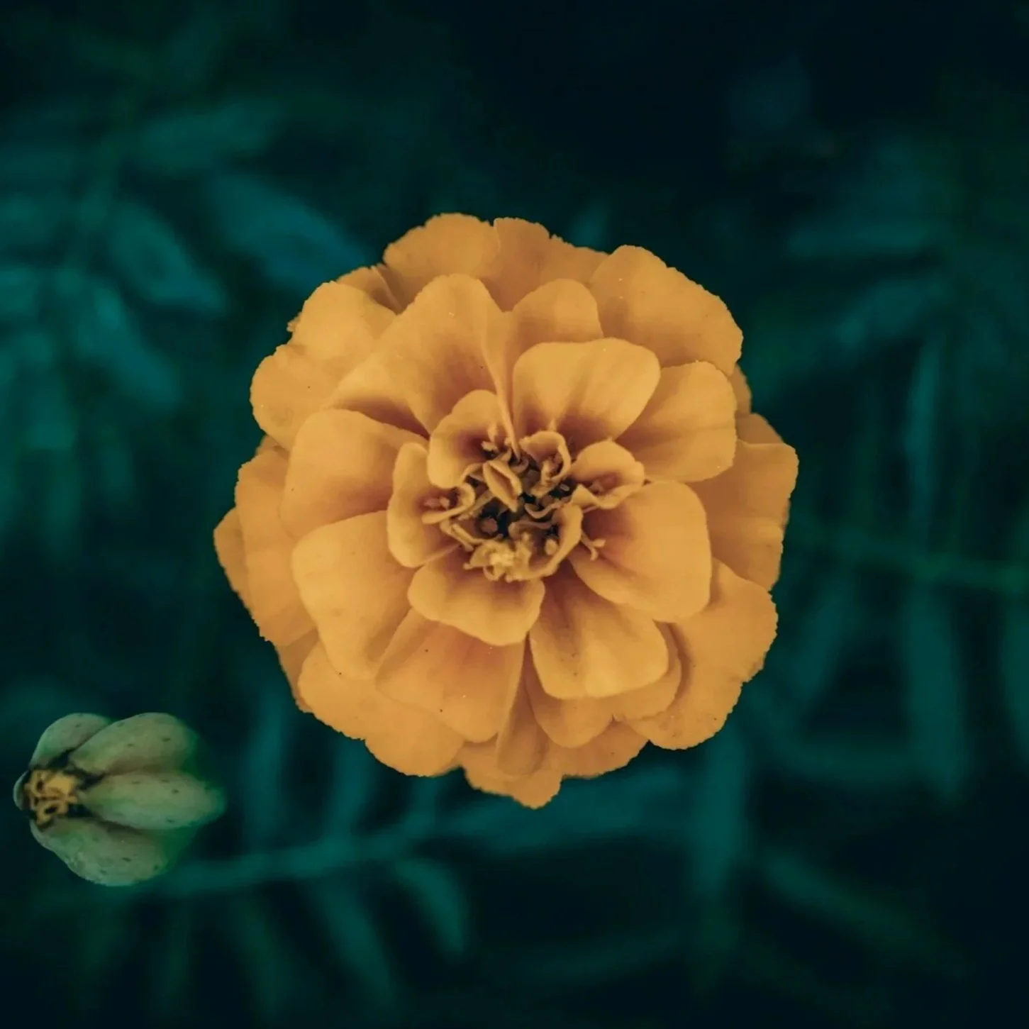 Close-up of a yellow marigold flower in bloom with lush green leaves in the background.