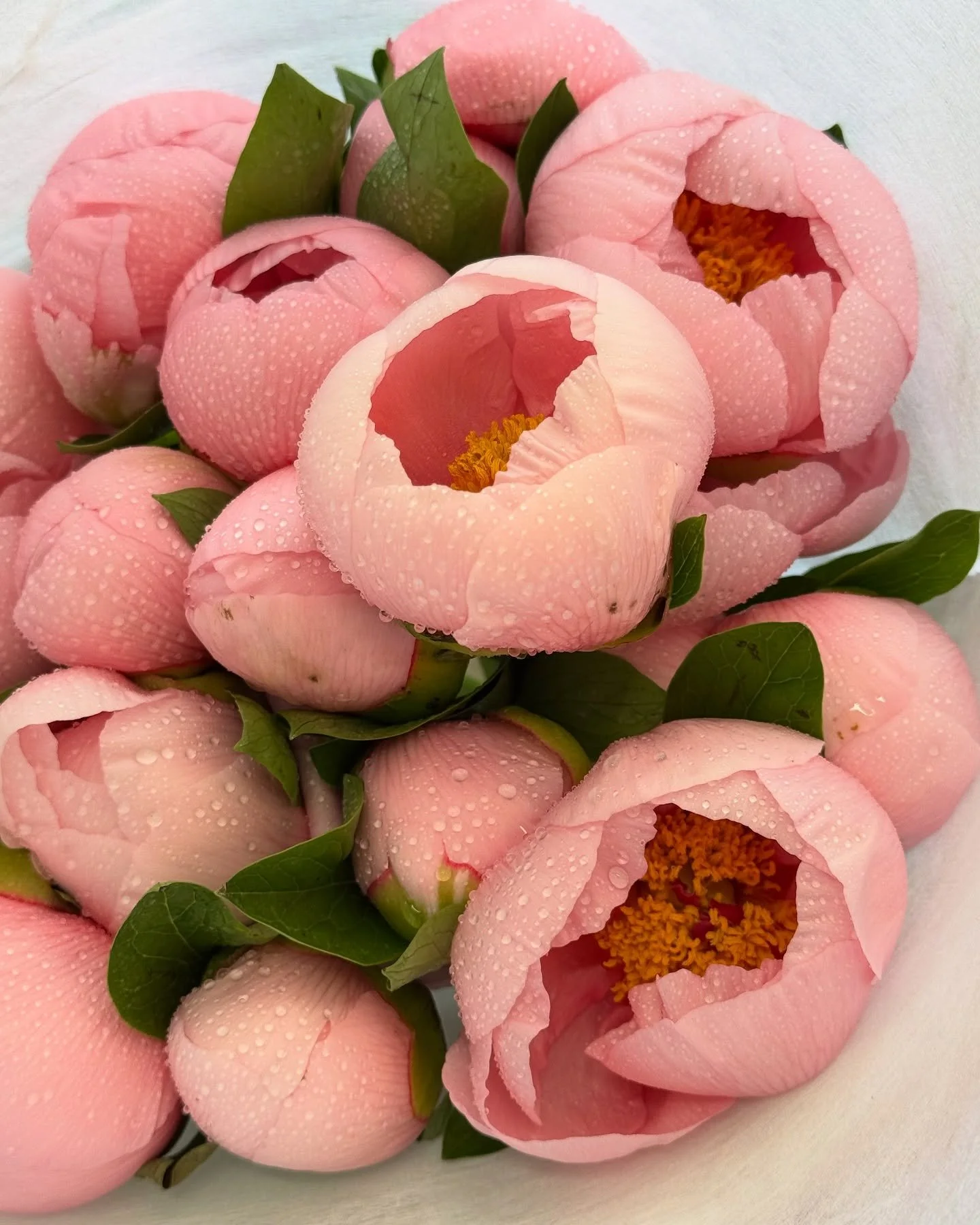 i can&rsquo;t with her :&rsquo;)
Salmon saucer peonies are so hot rn