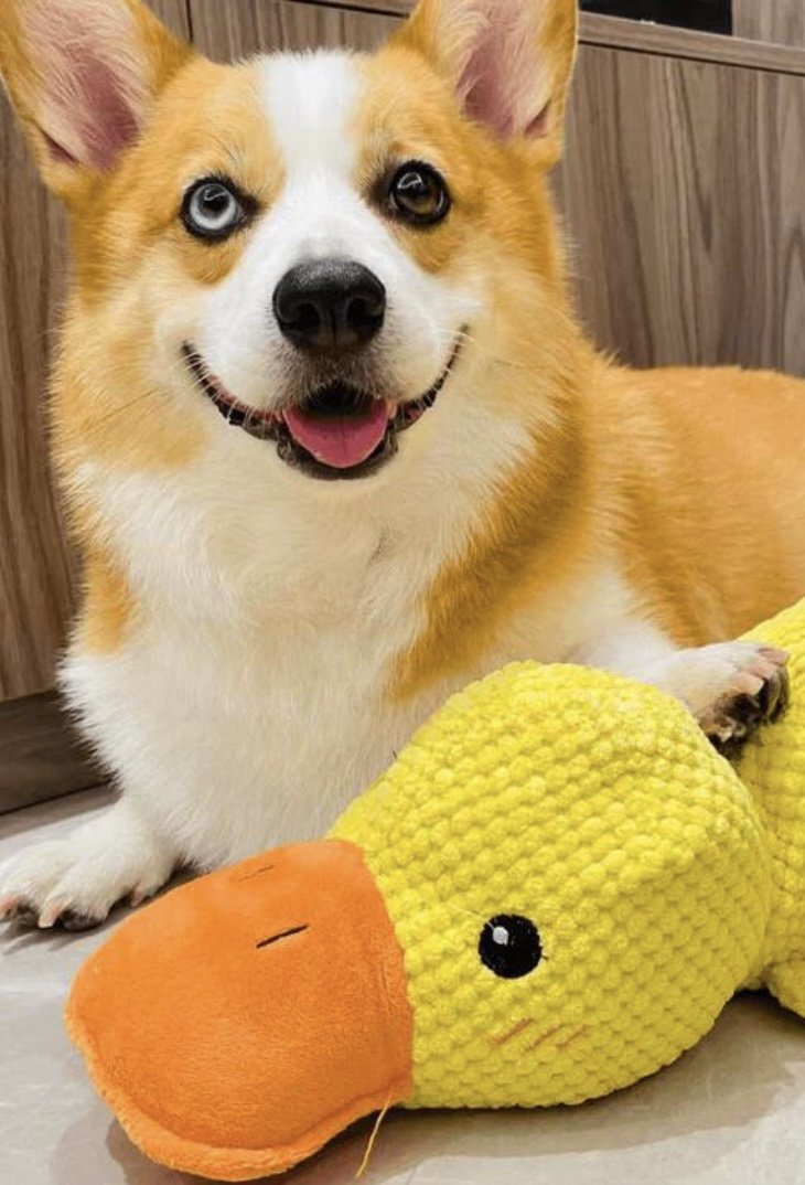 Cody with Duck.jpeg