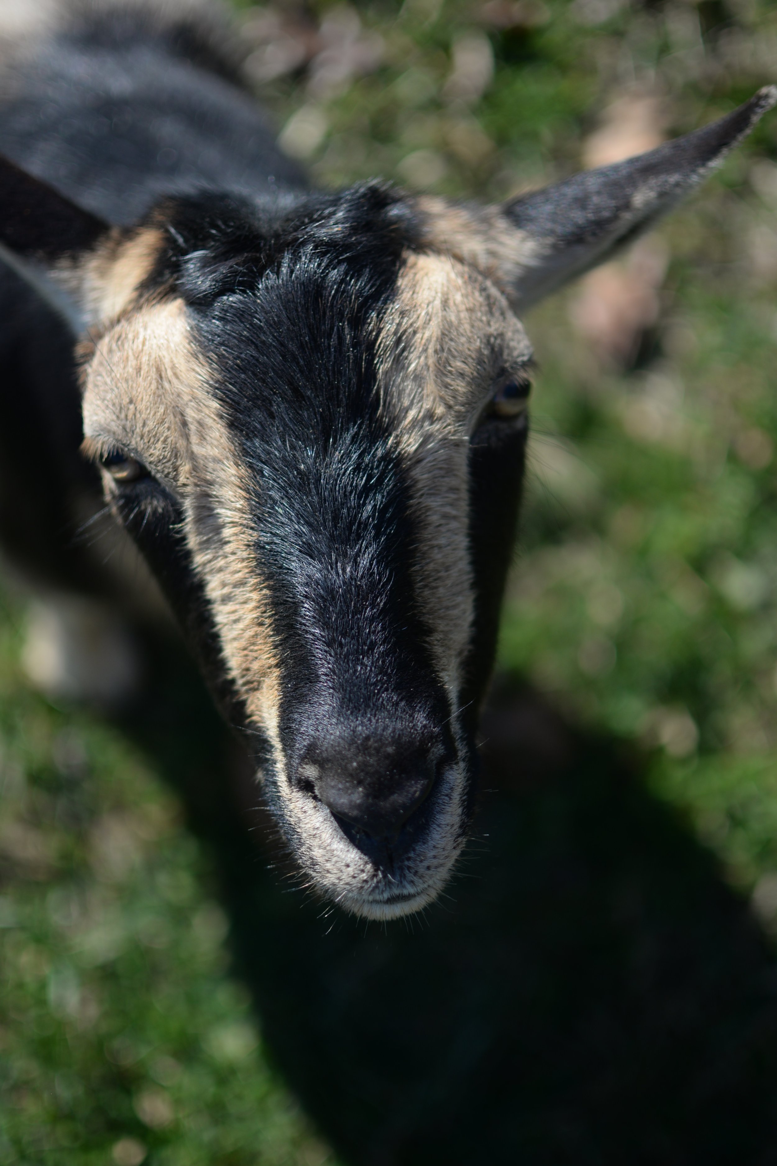 Robards' Little Farm