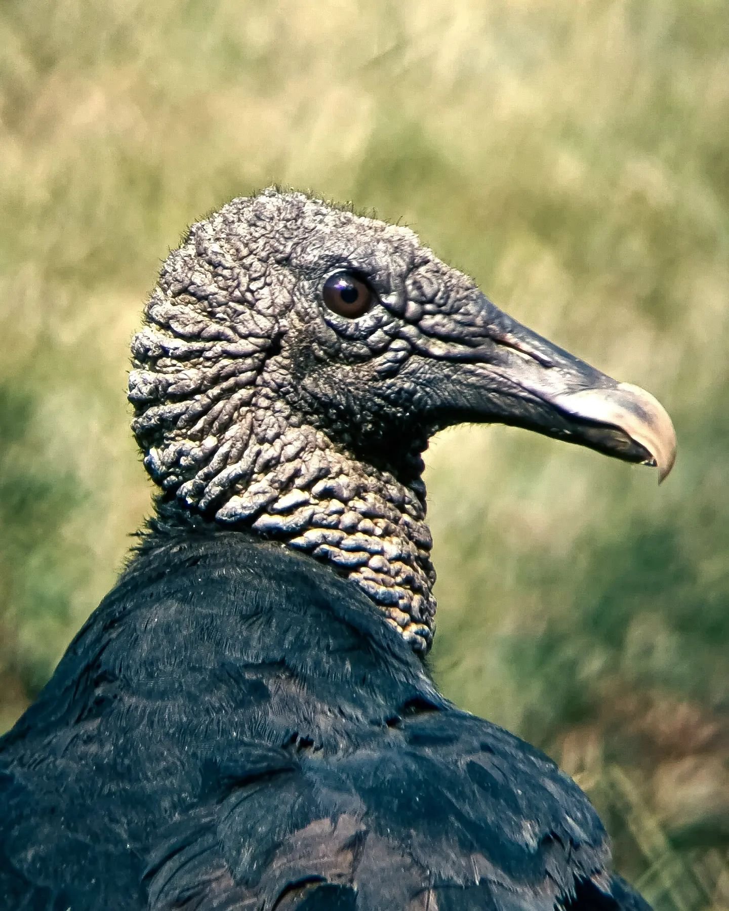 Black Vulture shot taken with my phone through my @n_o_c_s_au Pro Issue 10x42s