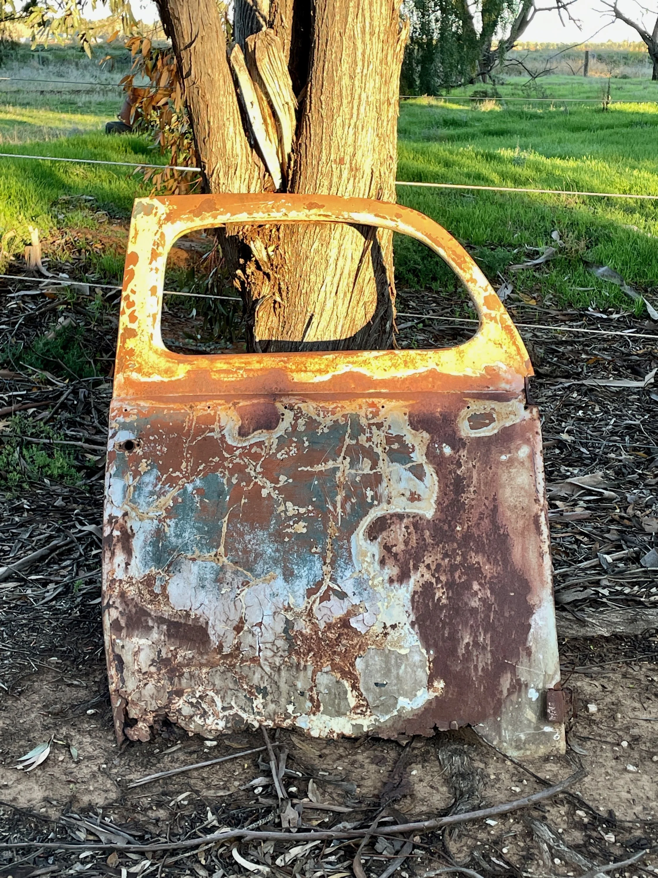 Old, rusty car door leaning against a tree in a rural setting with green grass and a fence in the background.